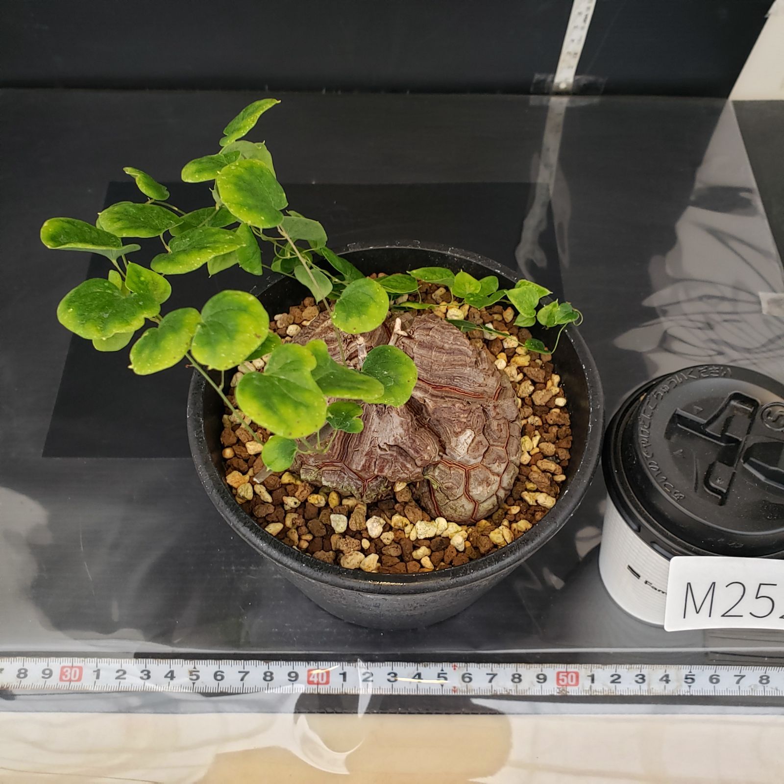 M252【自社養生株】ディオスコレア アフリカ亀甲竜（発根株・鉢植え