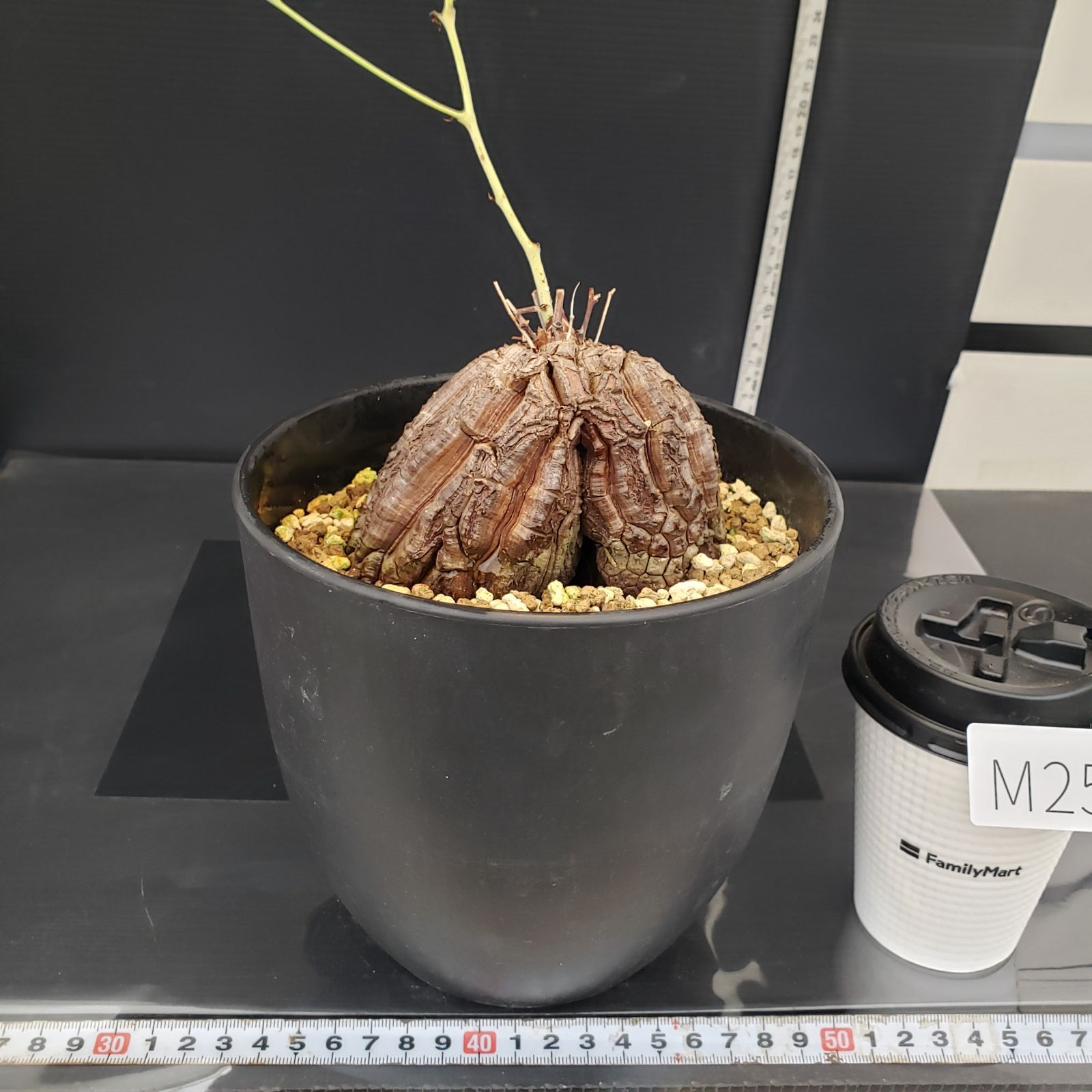 M254【自社養生株】ディオスコレア アフリカ亀甲竜（発根株・鉢植え