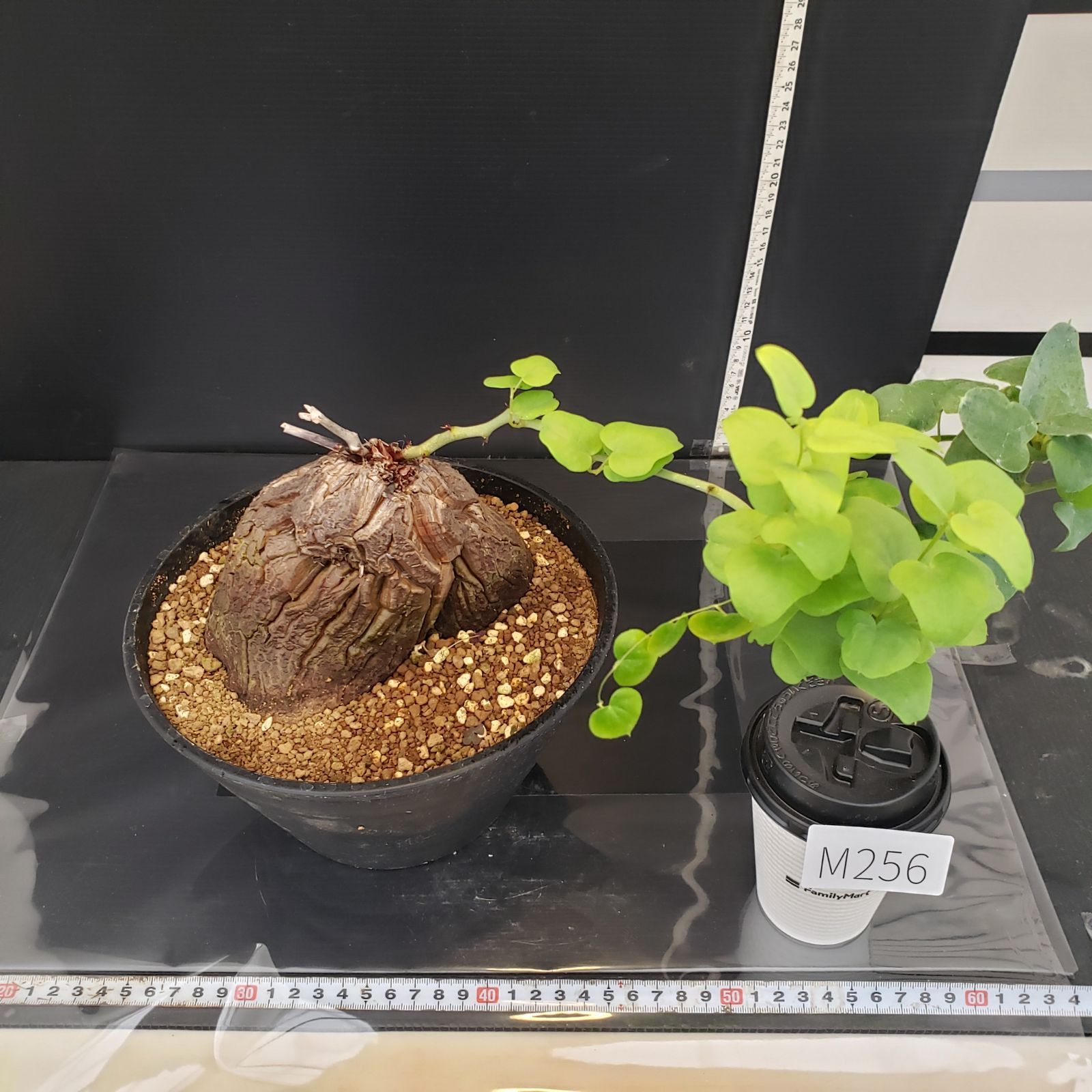 現品　ディオスコレア　アフリカ亀甲竜　亀甲竜　鉢のまま発送　深裂株　コーデックス 大株 ディオスコレア アフリカ亀甲竜 亀甲竜 鉢のまま発送 深裂株