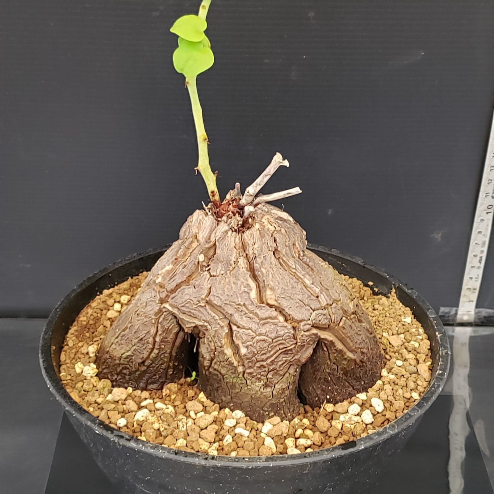 亀甲竜 (鉢入り) 4.5cm越え ディオスコレア　塊根植物 181207 亀甲竜 (鉢入り) 4.5cm越え ディオスコレア 塊根植物 181207