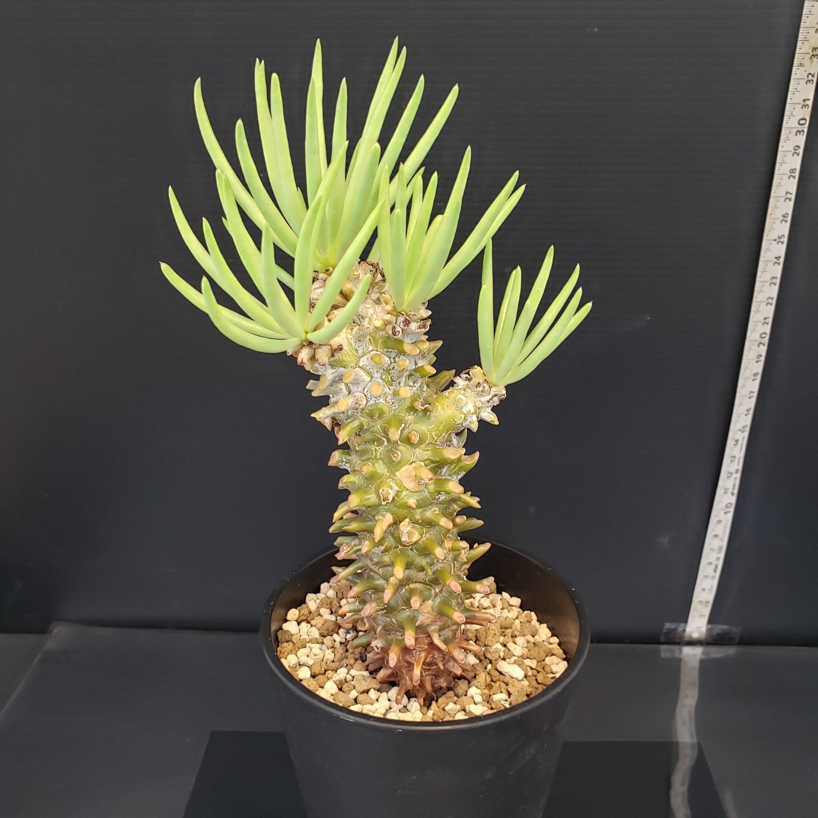 M257【自社養生株】チレコドン ワリチー（現地球・発根株・鉢植え