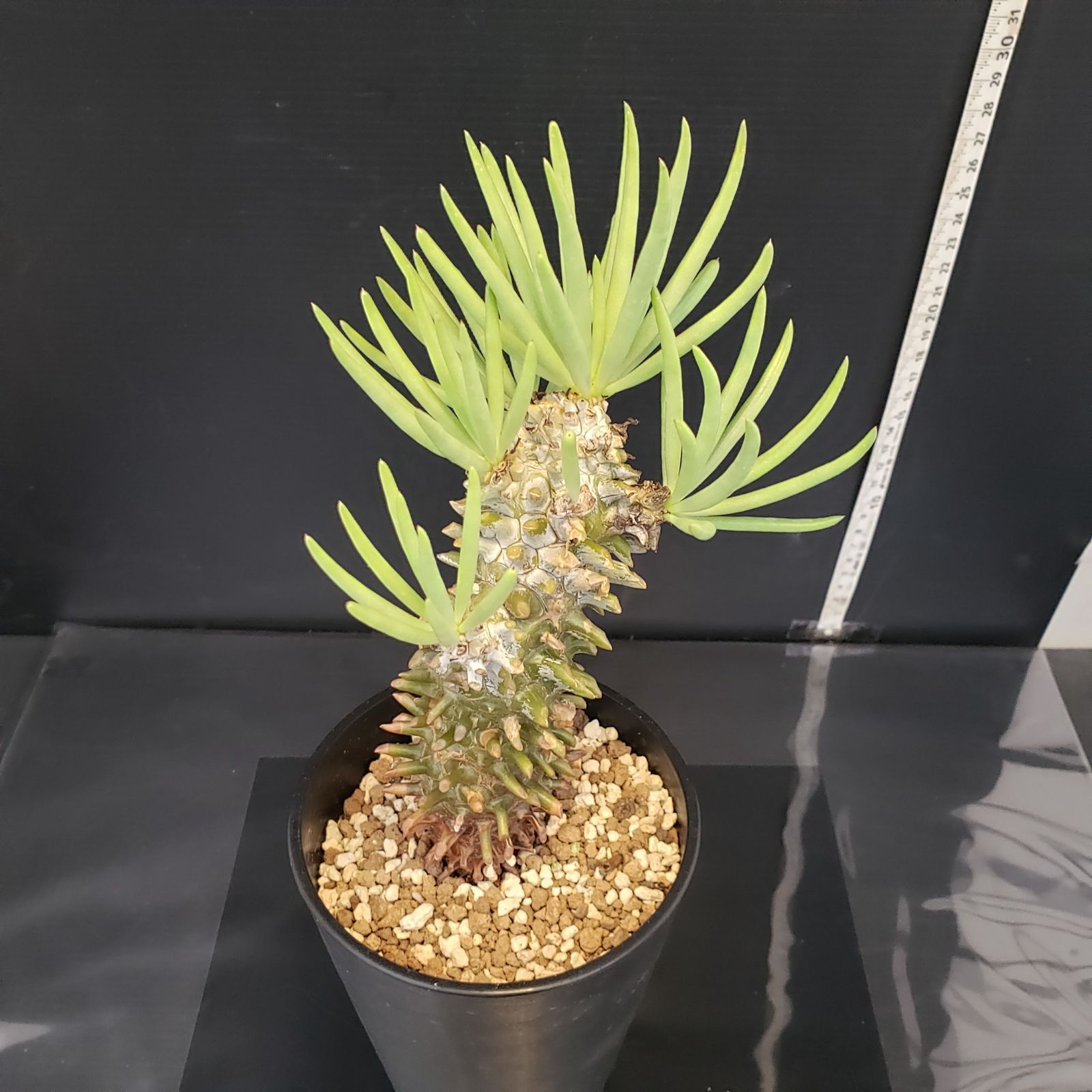 M257【自社養生株】チレコドン ワリチー（現地球・発根株・鉢植え