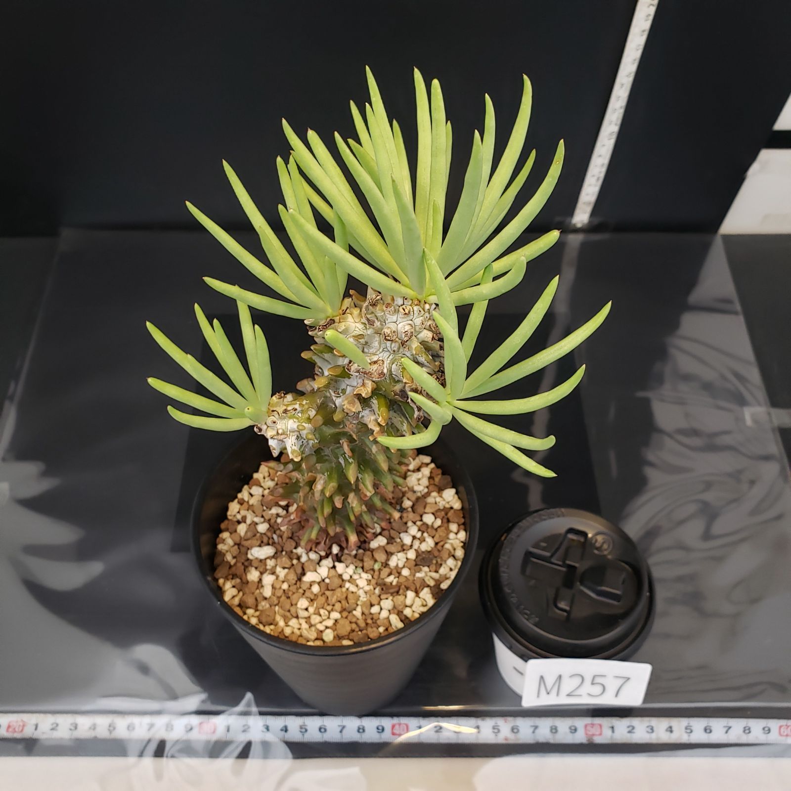M257【自社養生株】チレコドン ワリチー（現地球・発根株・鉢植え