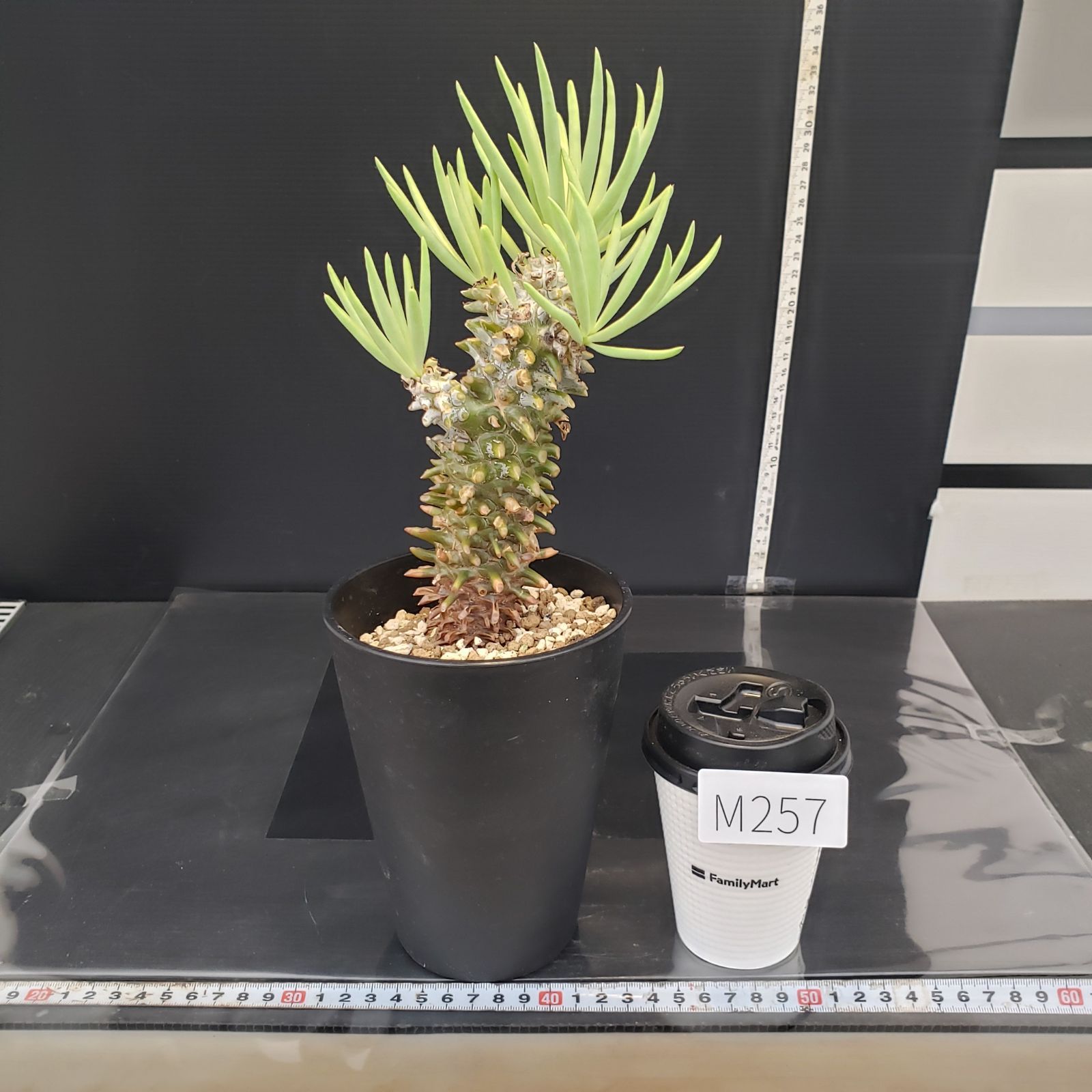 チレコドン・ワリチー現地株☆大株 M257【自社養生株】チレコドン ワリチー（現地球・発根株・鉢植え