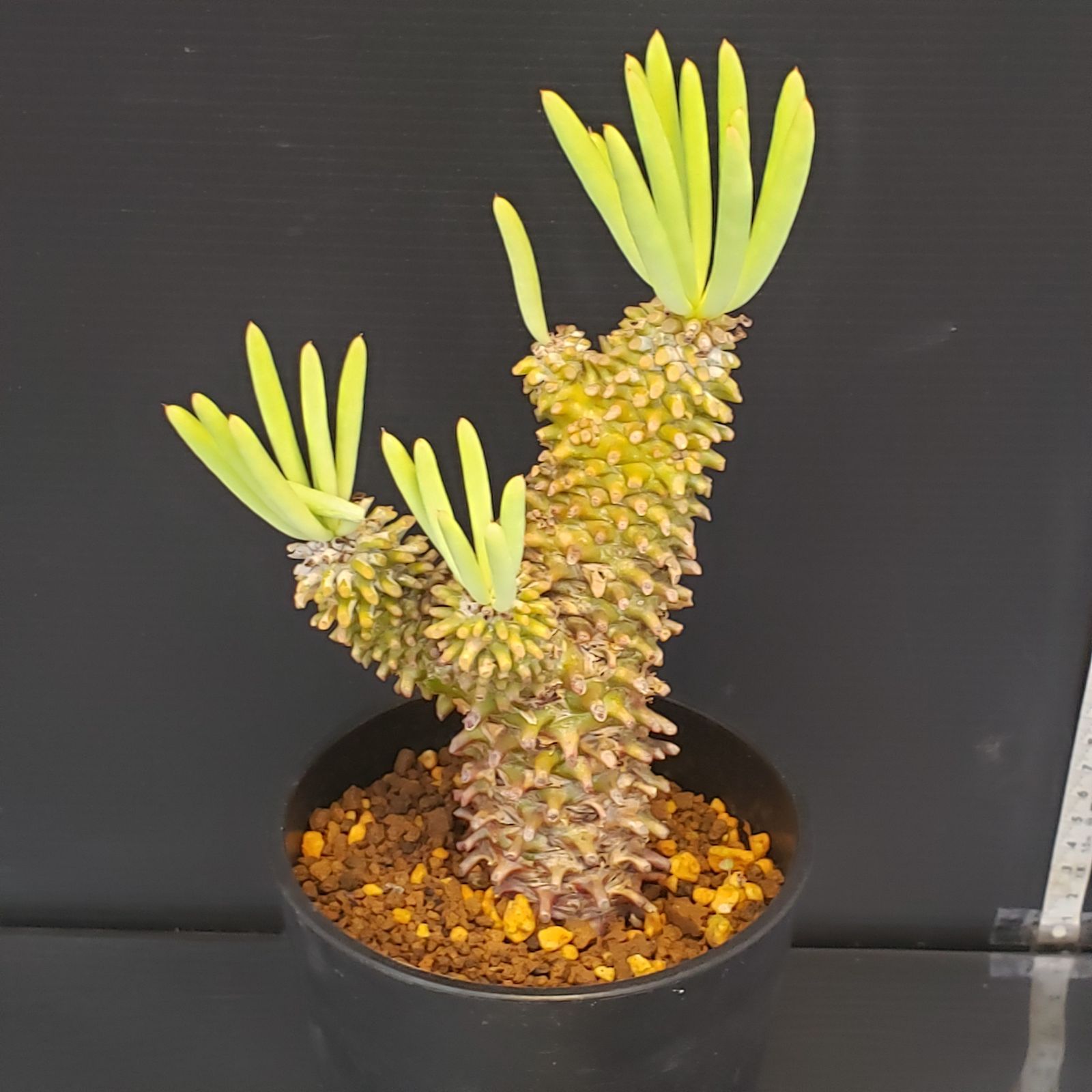 M259【自社養生株】チレコドン ワリチー（現地球・発根株・鉢植え