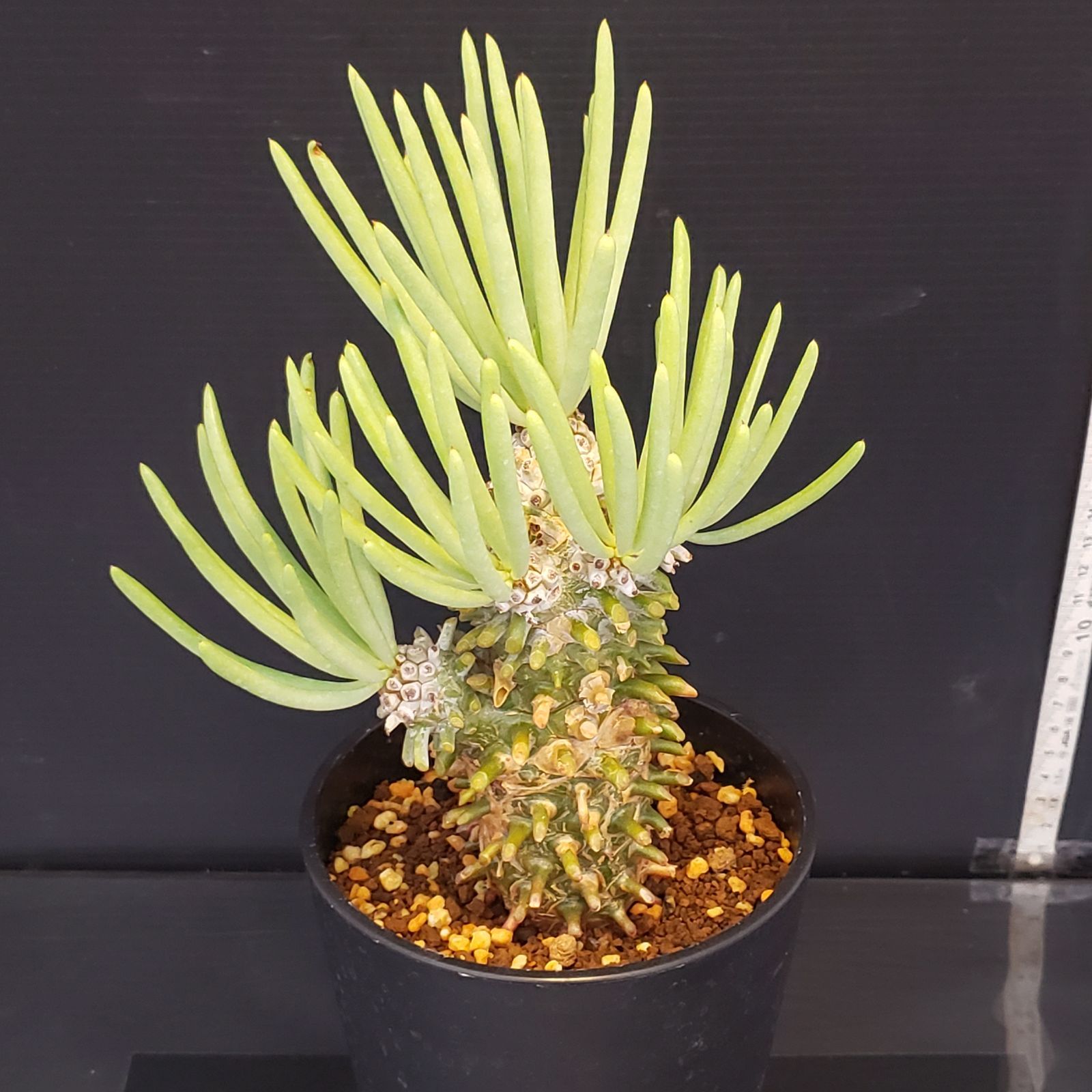 M261【自社養生株】チレコドン ワリチー（現地球・発根株・鉢植え