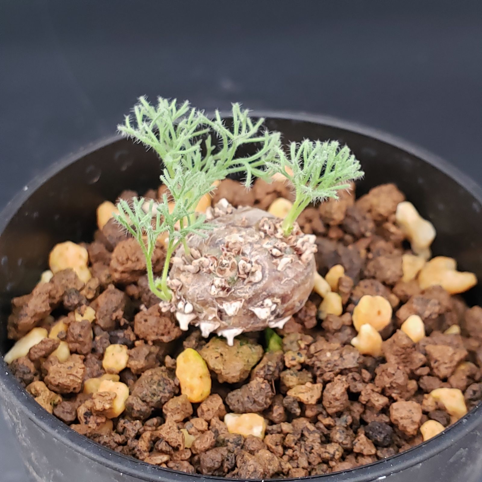 発根管理セット　塊根植物 M236【自社養生株】モンソニア ぺニクリナム（発根開始株・鉢植え