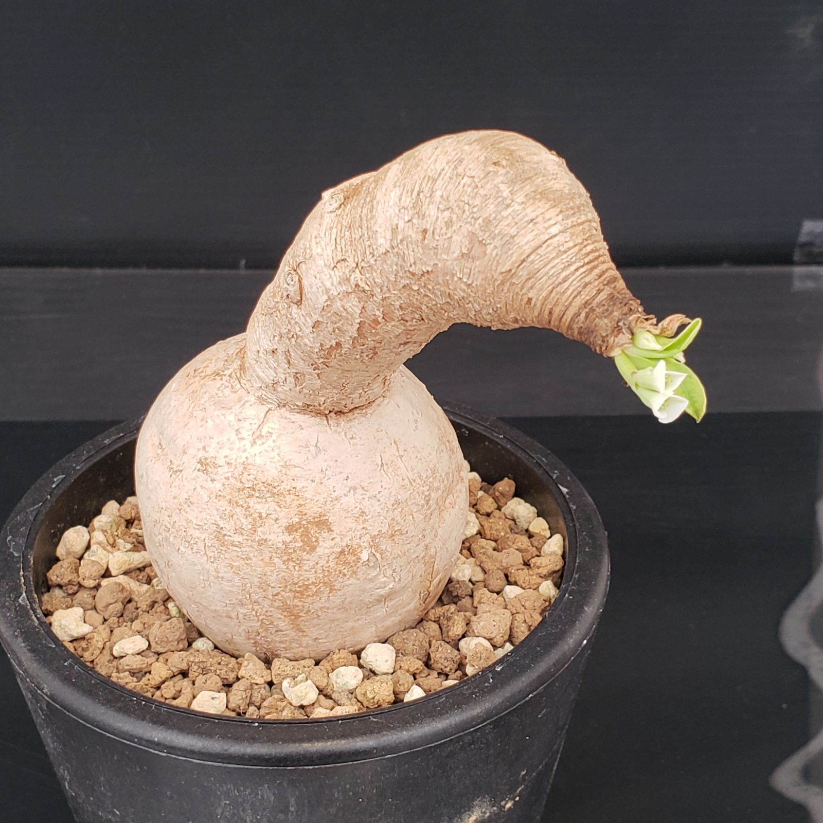 M239【自社養生株】ユーフォルビア プリムリフォリア（現地球・発根株