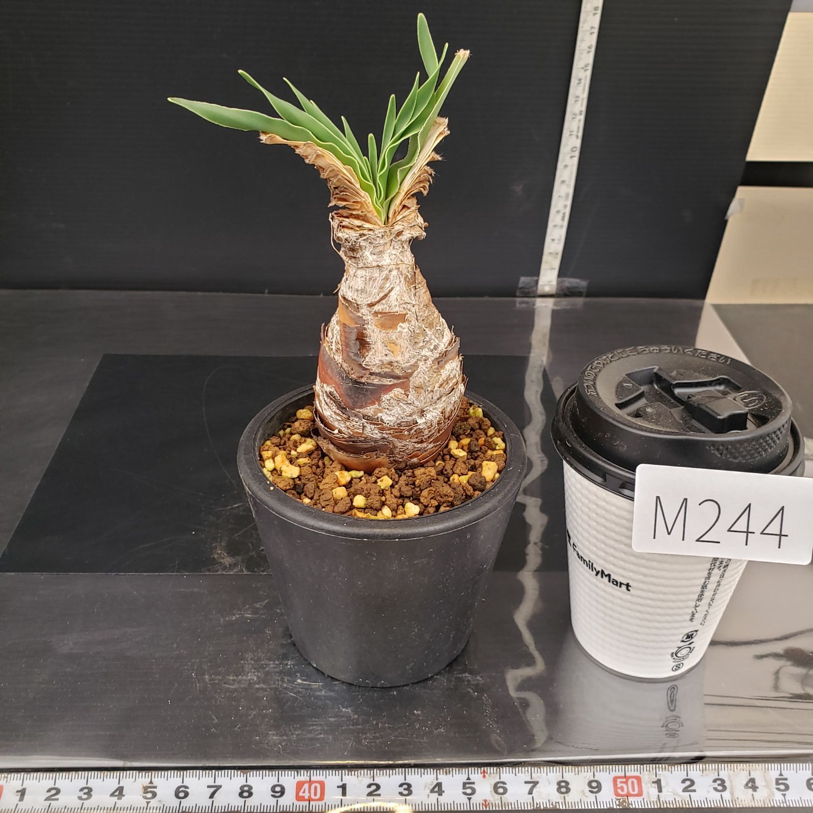 M244【自社養生株】ブーファン ディスティチャ（現地球・発根株