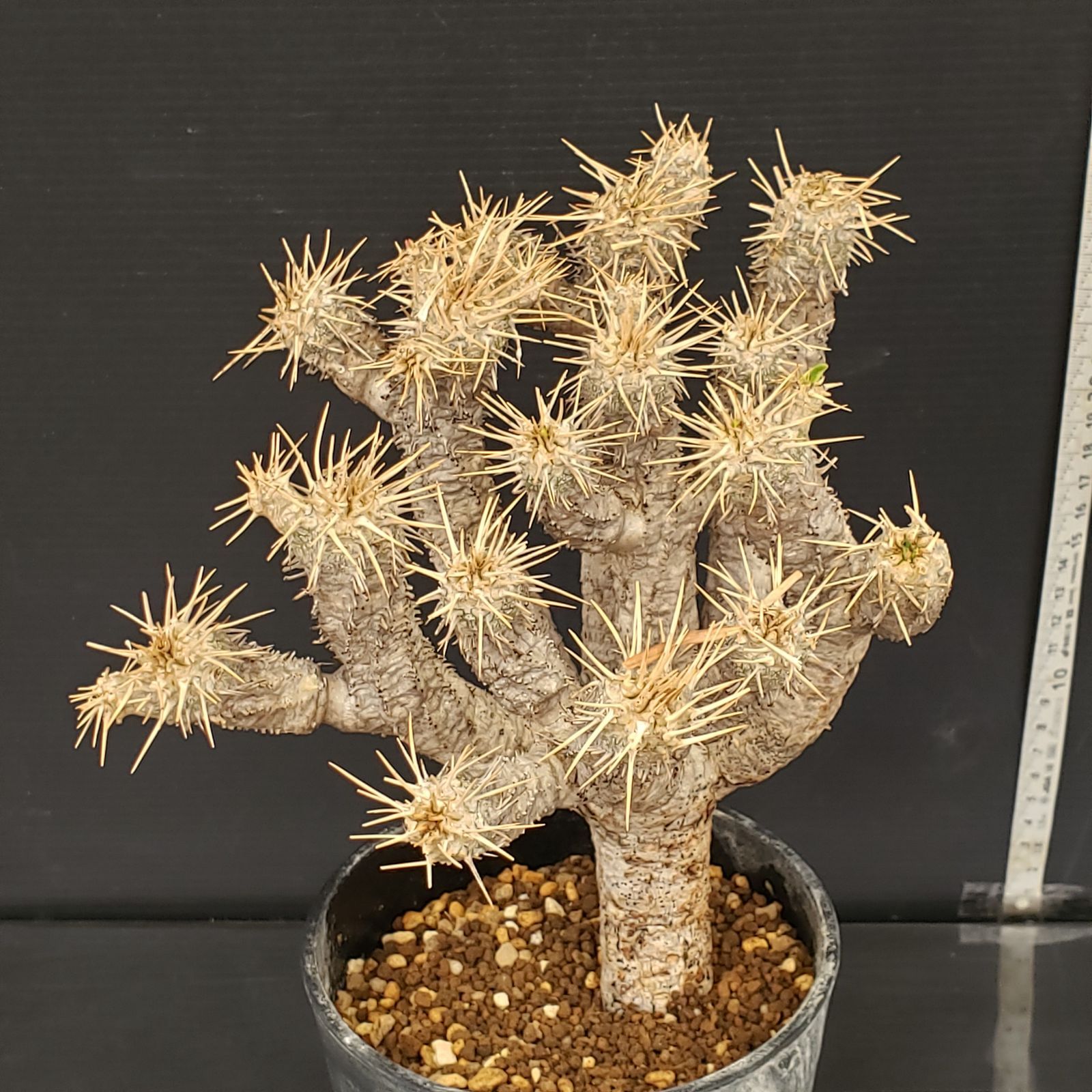 M273【自社養生株】ユーフォルビア ギラウミニアナ（現地球・発根