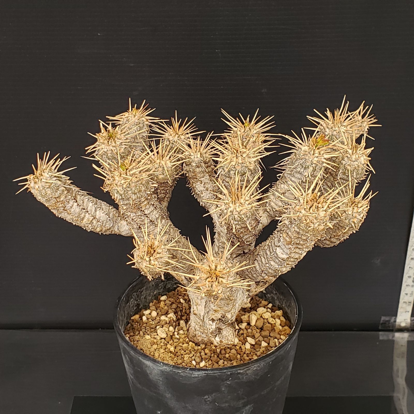 M274【自社養生株】ユーフォルビア ギラウミニアナ（現地球・発根