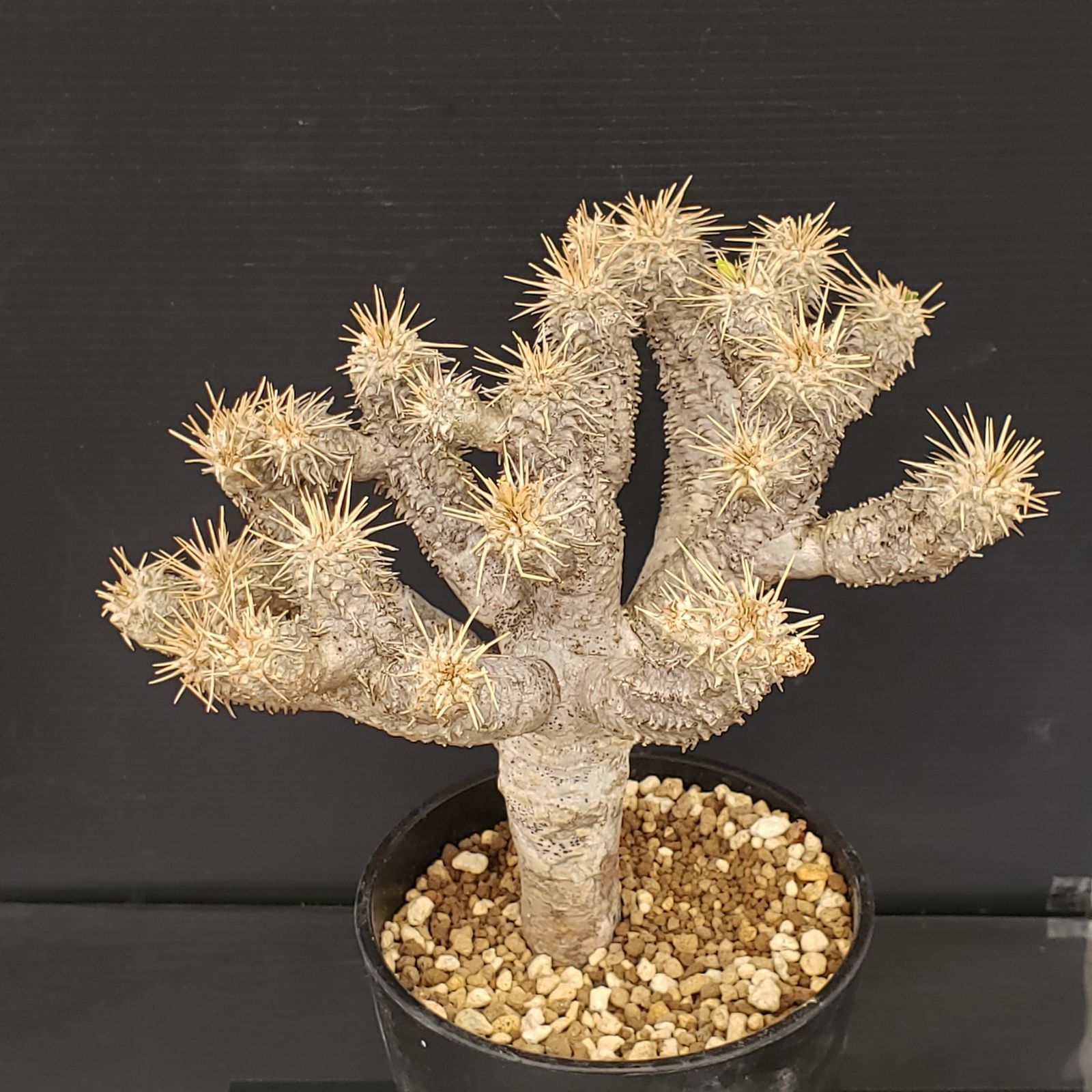 M275【自社養生株】ユーフォルビア ギラウミニアナ（現地球・発根