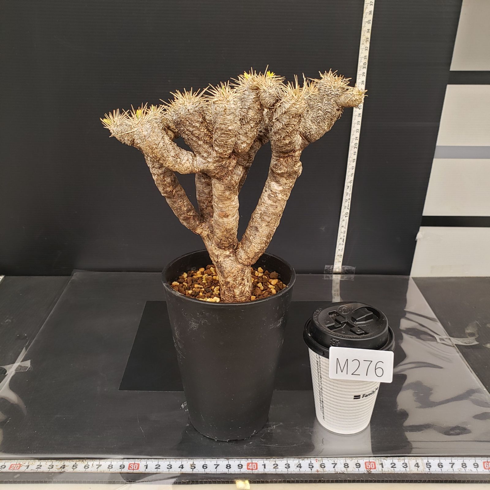 M276【自社養生株】ユーフォルビア ギラウミニアナ（現地球・発根株