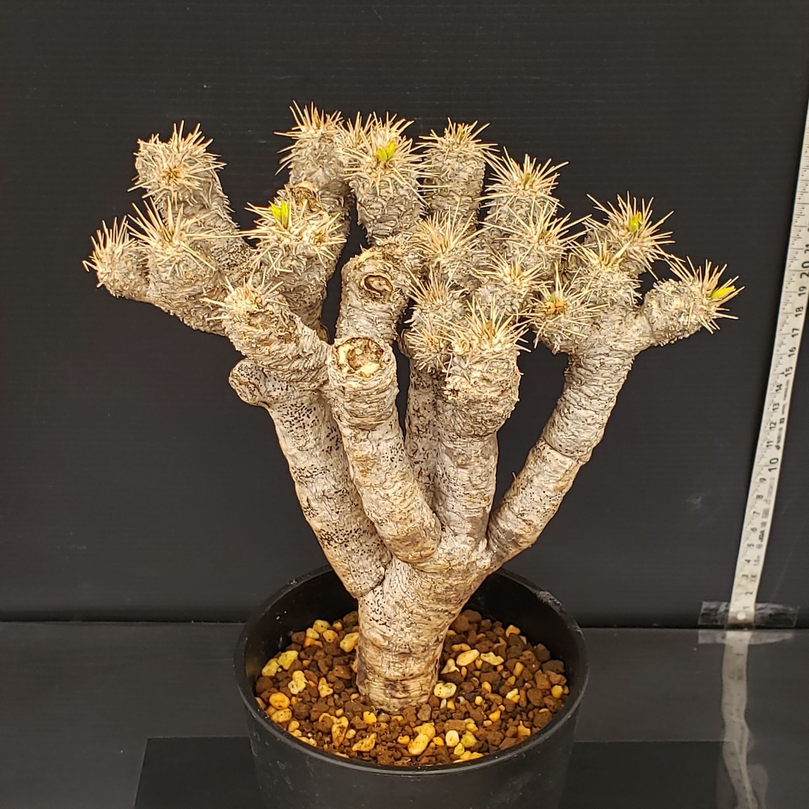 ユーフォルビアギラウミニアナ 現地球 鉢ごと ユーフォルビアギラウミニアナ現地球発根済み