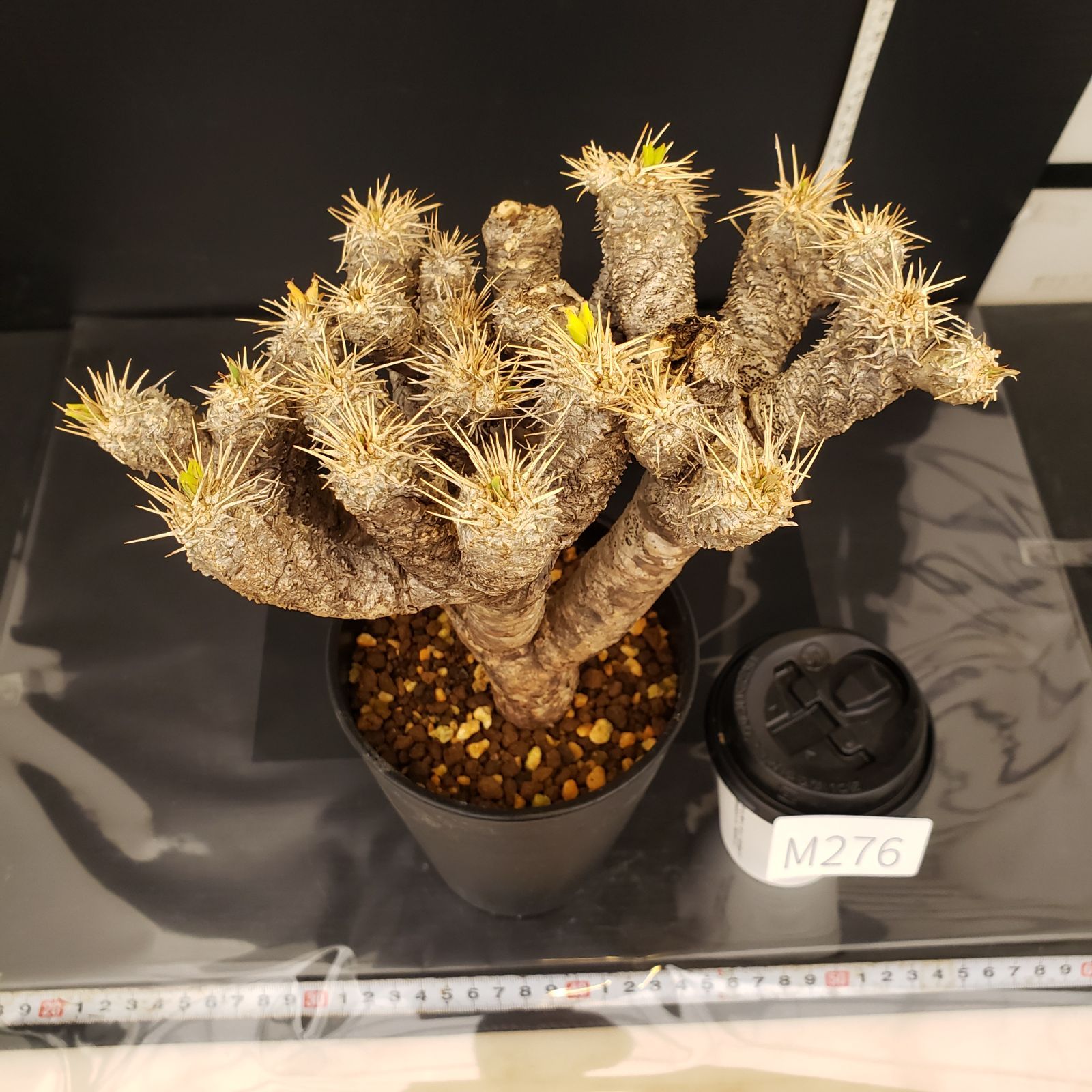 ユーフォルビアギラウミニアナ 現地球 鉢ごと ユーフォルビアギラウミニアナ現地球発根済み