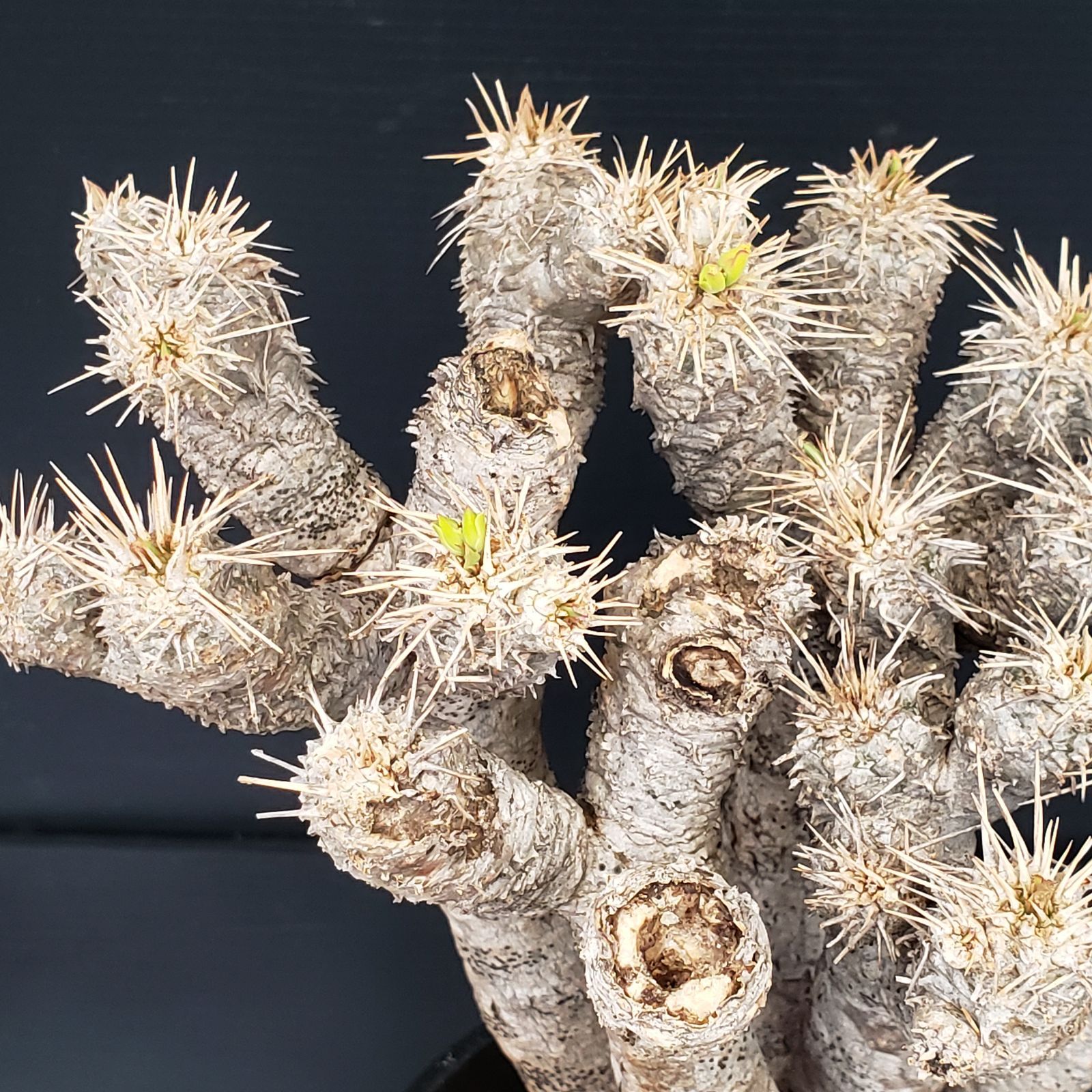 M276【自社養生株】ユーフォルビア ギラウミニアナ（現地球・発根株