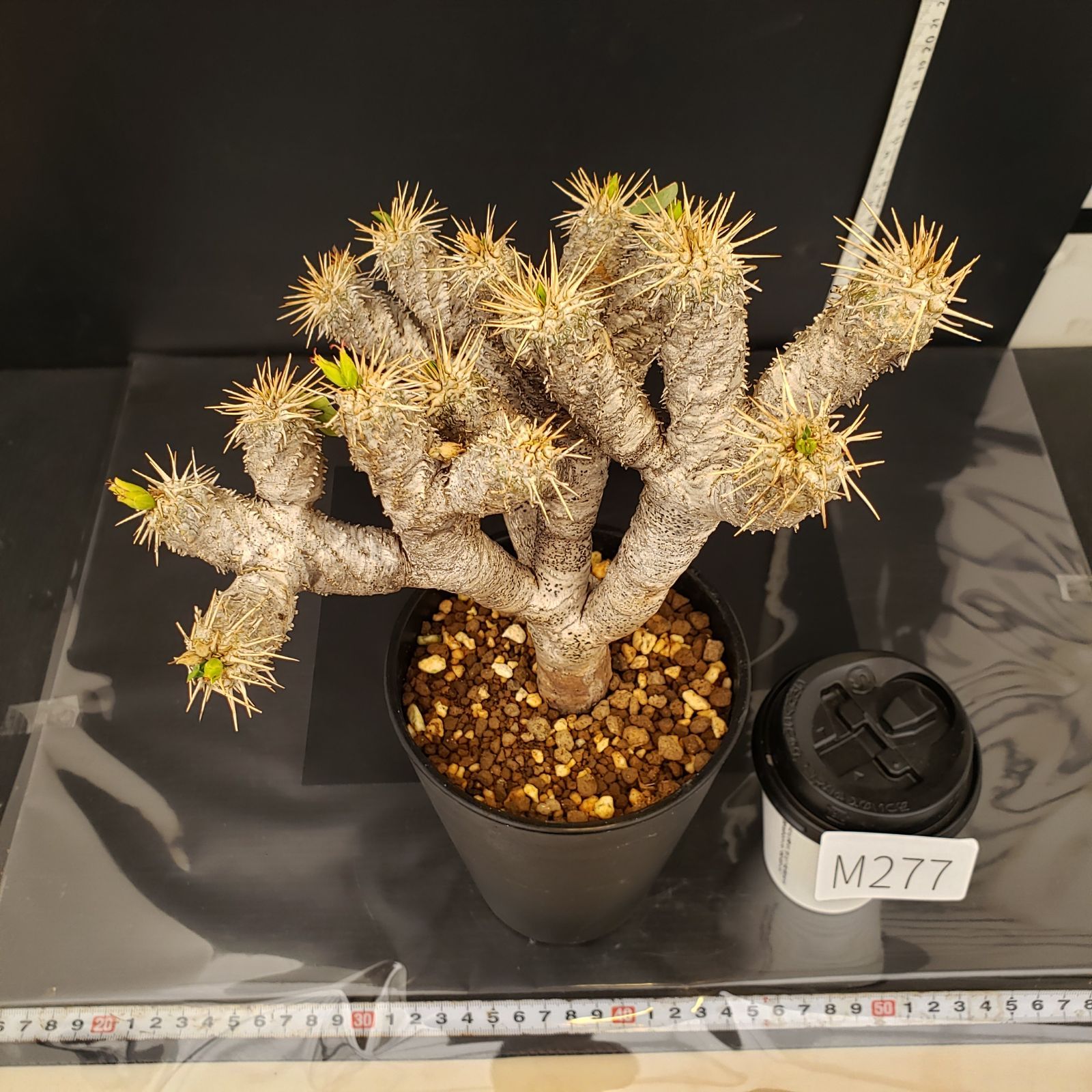 M277【自社養生株】ユーフォルビア ギラウミニアナ（現地球・発根株