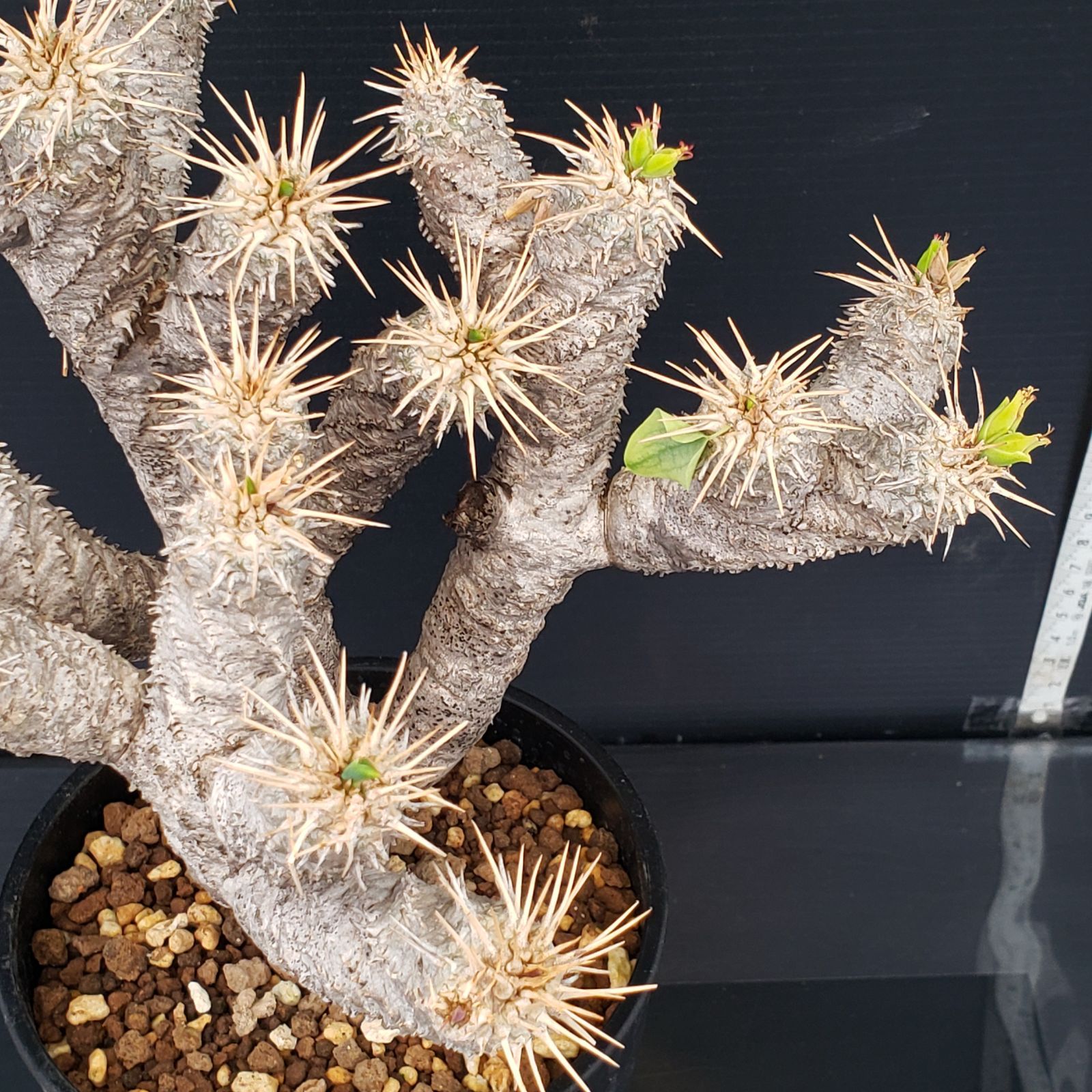 M277【自社養生株】ユーフォルビア ギラウミニアナ（現地球・発根株