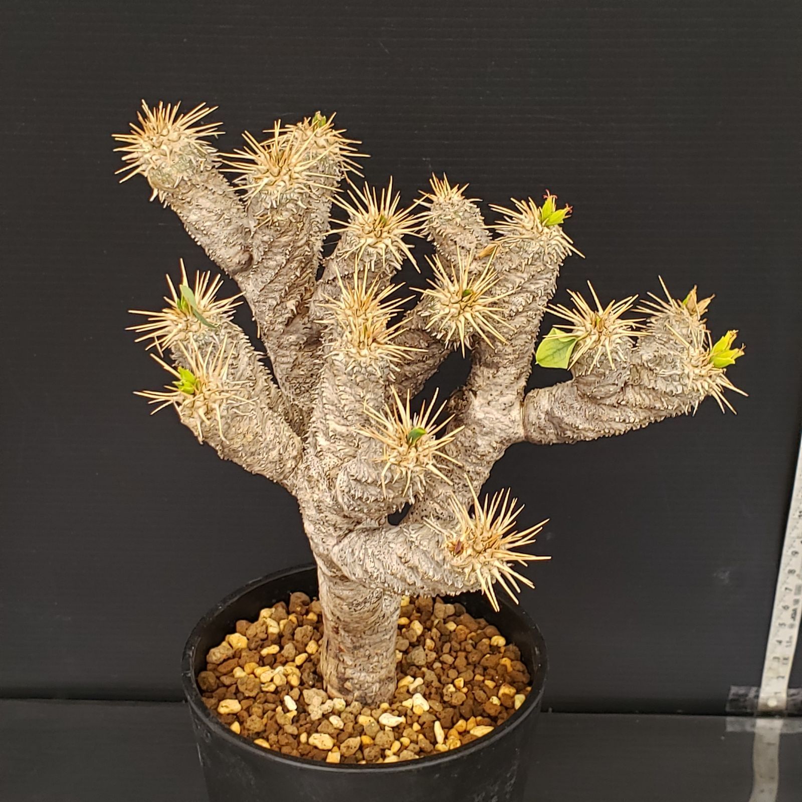 M277【自社養生株】ユーフォルビア ギラウミニアナ（現地球・発根株