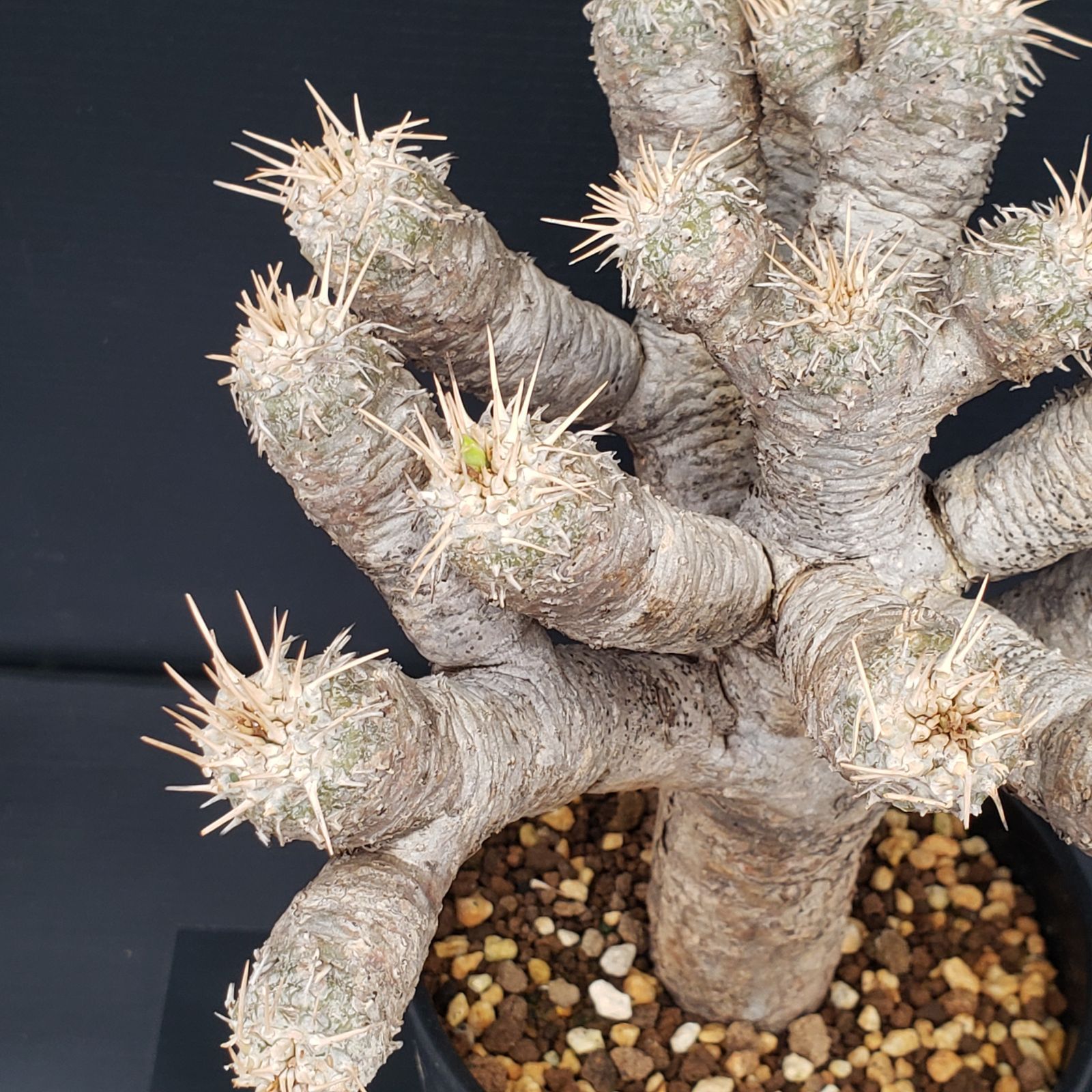 最終★ユーフォルビア ギラウミニアナ コーデックス 現地球 塊根植物 多肉植物 M278【自社養生株】ユーフォルビア ギラウミニアナ（現地球・発根株