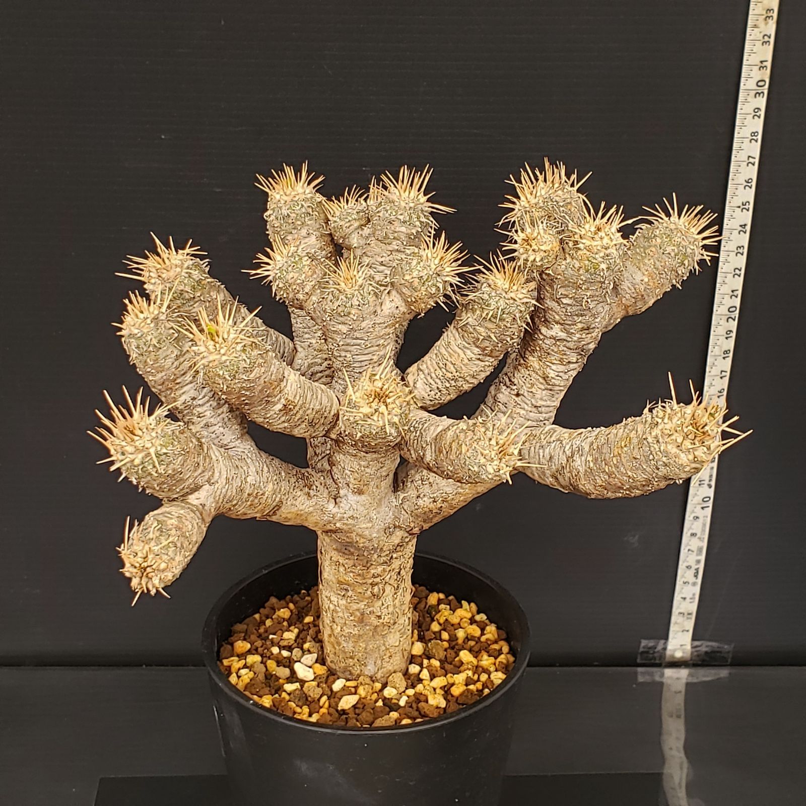 M278【自社養生株】ユーフォルビア ギラウミニアナ（現地球・発根株