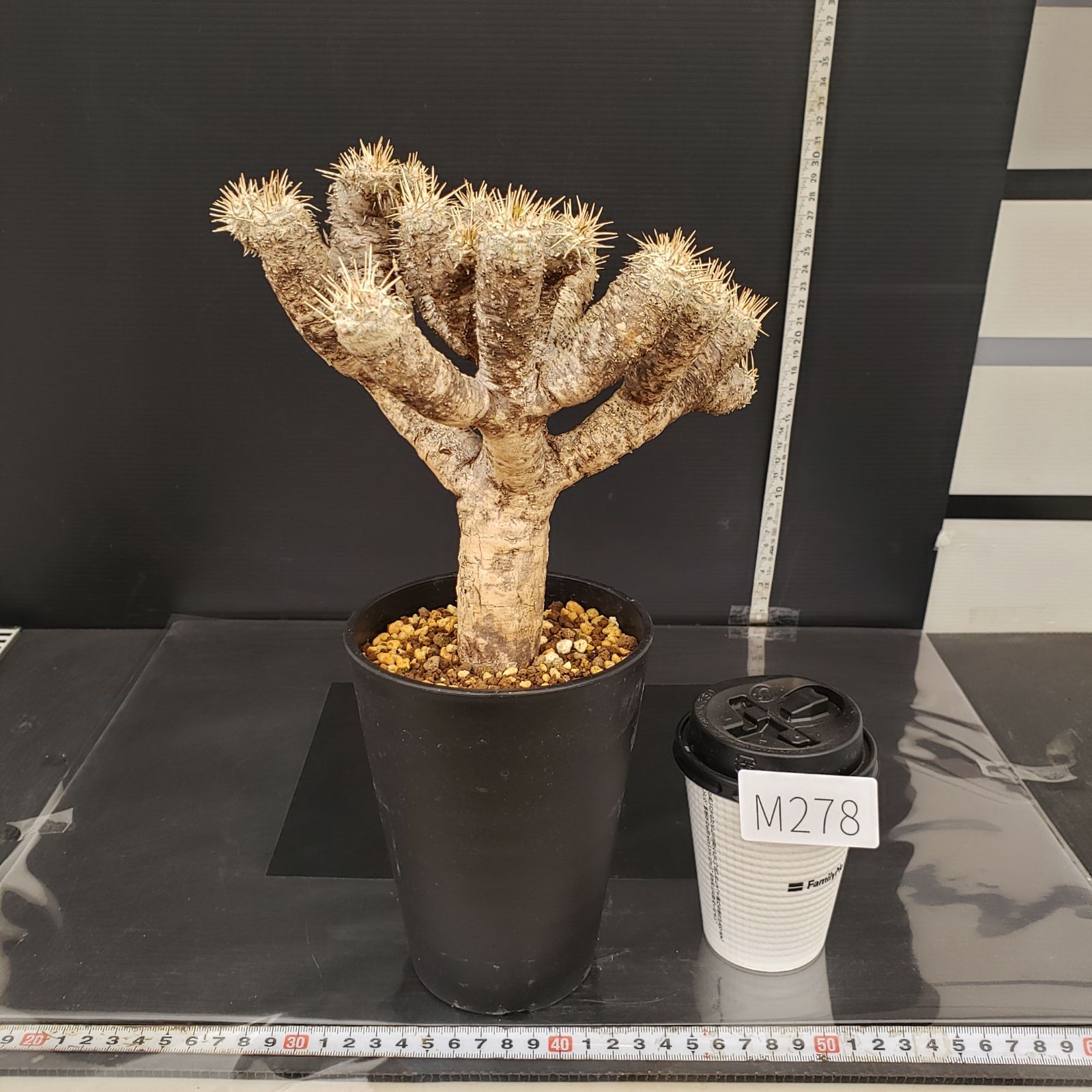 M278【自社養生株】ユーフォルビア ギラウミニアナ（現地球・発根株