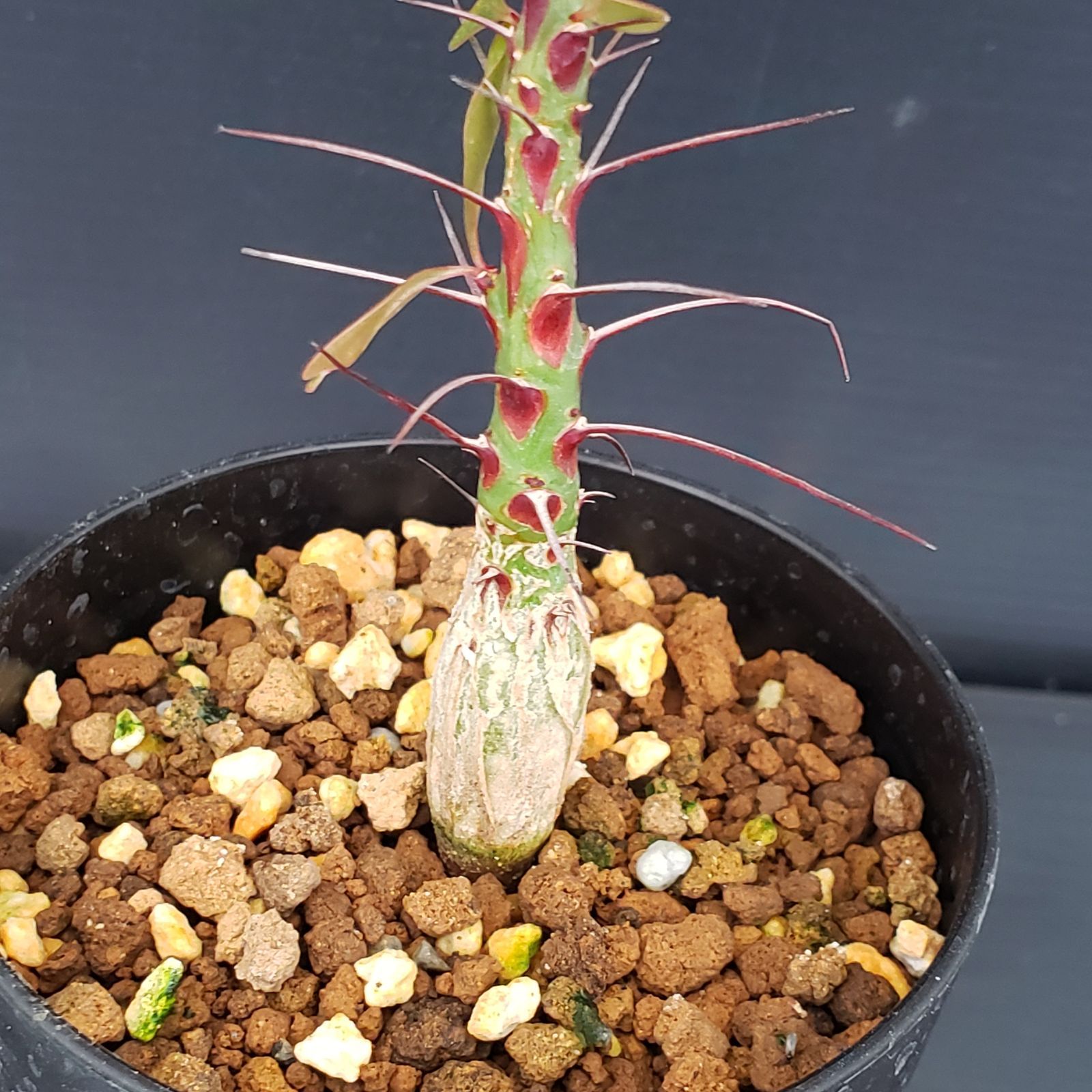 M280【自社養生株】フォークイエリア ファシクラータ（実生・発根株