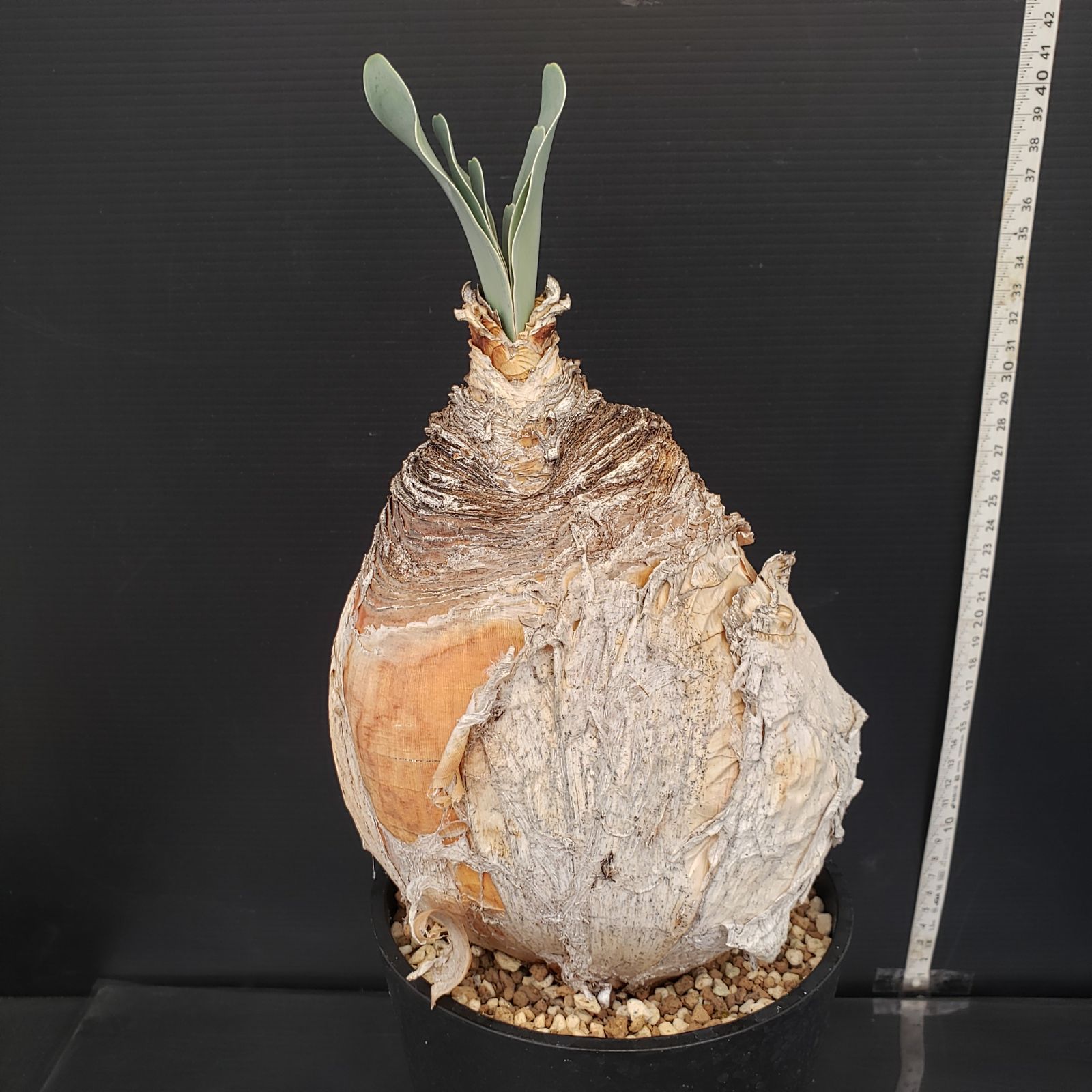 M284【自社養生株】ブーファン ハエマンソイデス（現地球・発根株