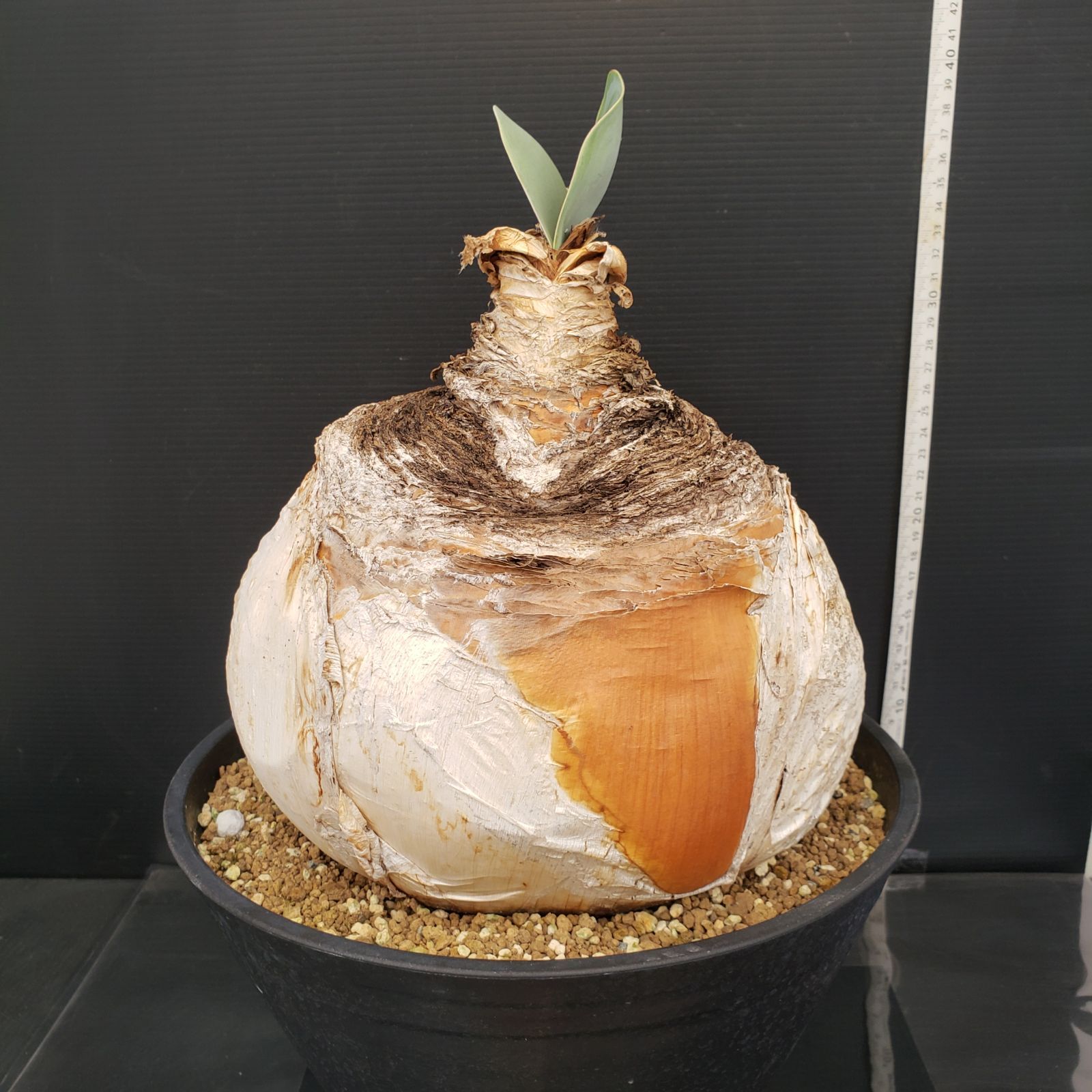 M288【自社養生株】ブーファン ハエマンソイデス（現地球・発根株