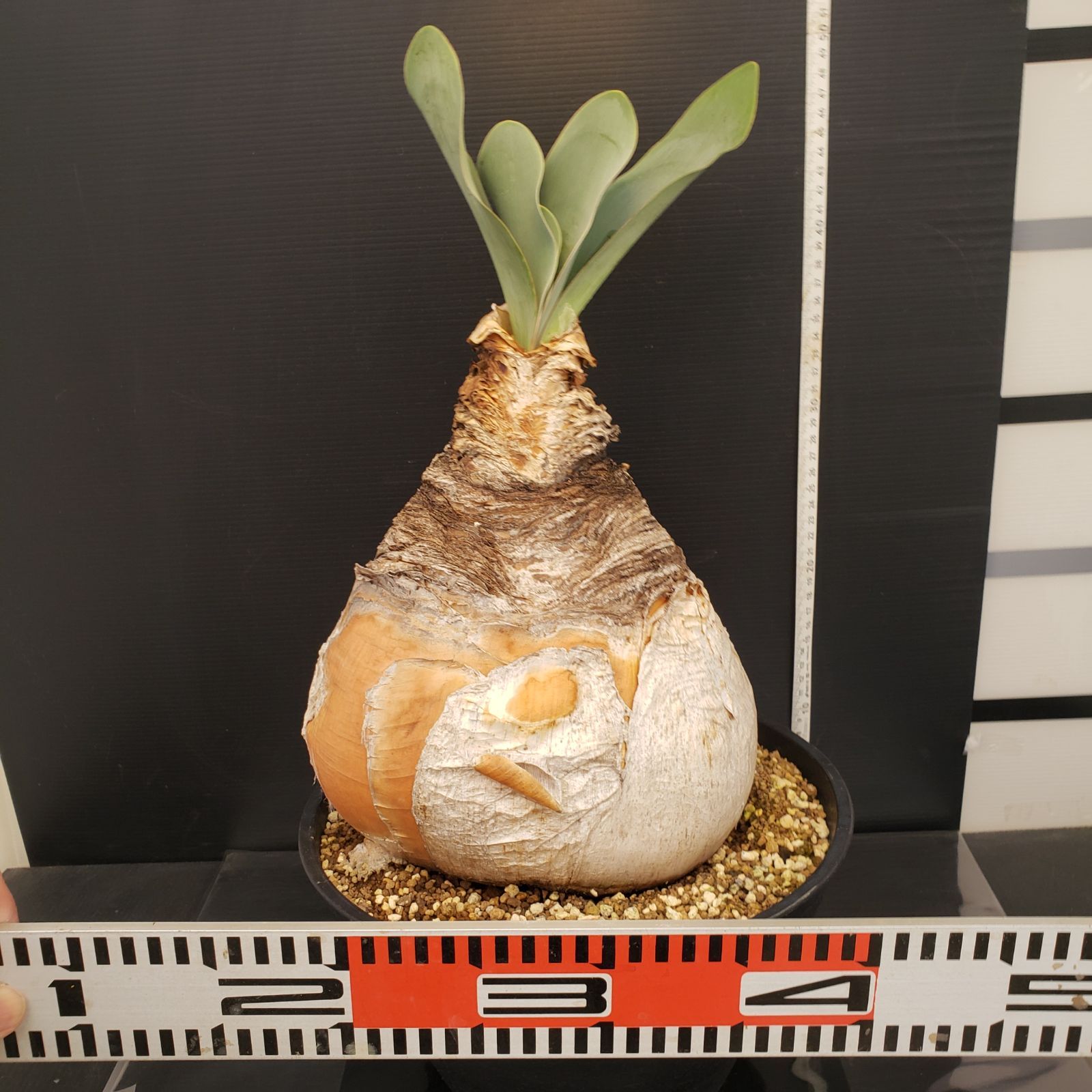 m*u様 G5「球根植物」ブーファン ハエマンソイデス 産地株 12株 L314【自社養生株】ブーファン ハエマンソイデス（現地球・発根株