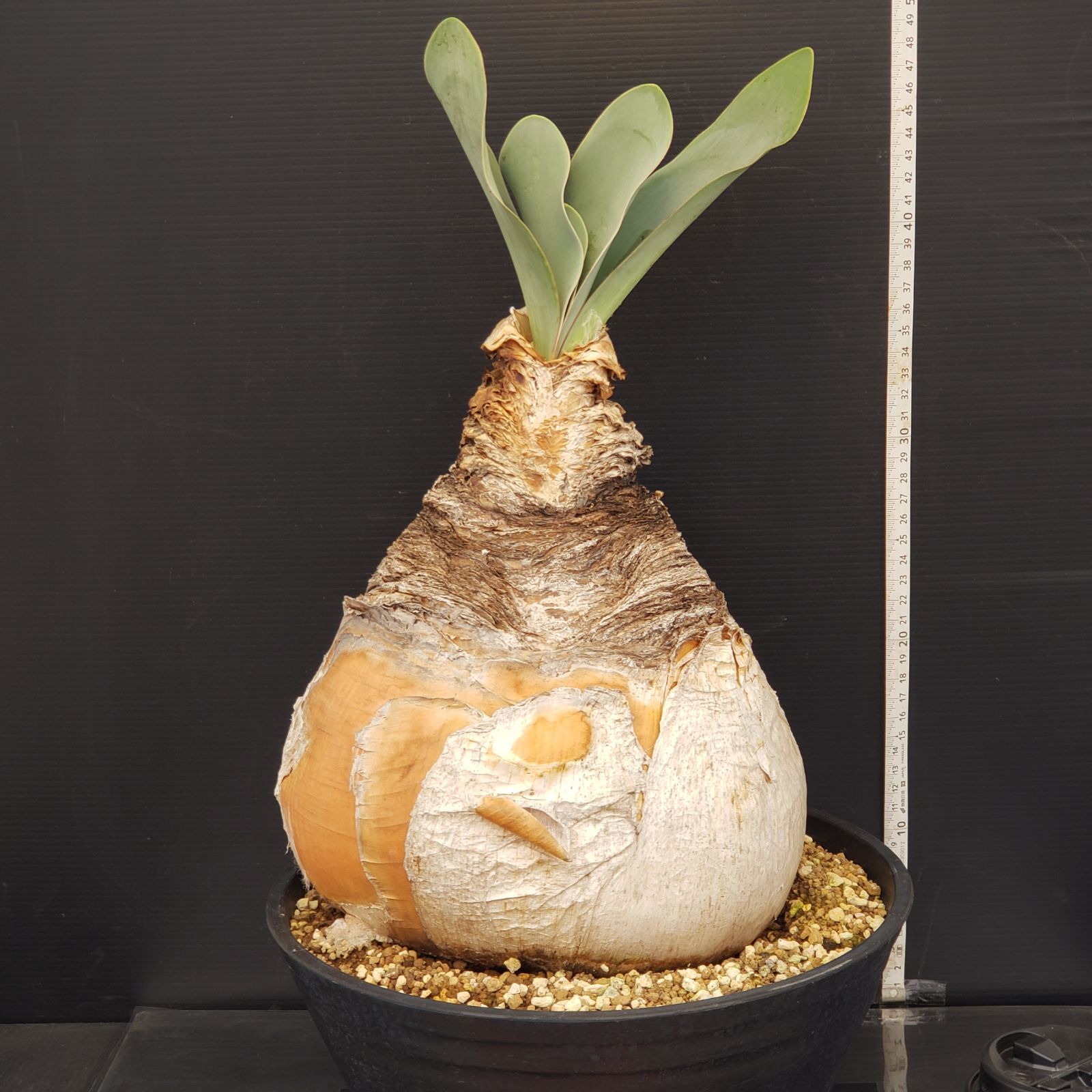 M290【自社養生株】ブーファン ハエマンソイデス（現地球・発根株