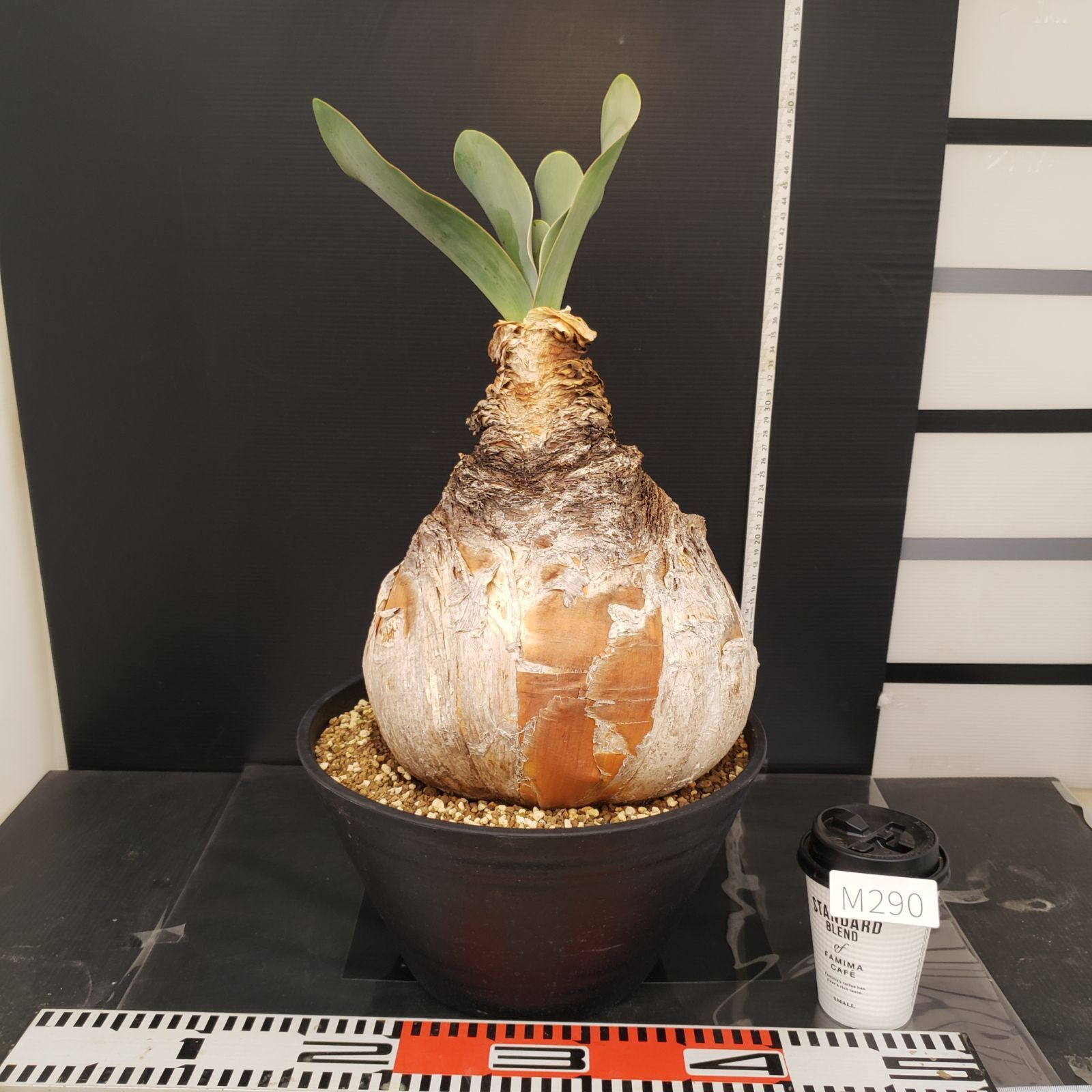 M290【自社養生株】ブーファン ハエマンソイデス（現地球・発根株