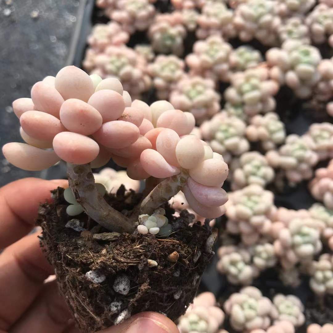 X499×50苗 ロココ 土付き 多肉植物 アエオニウム エケベリア サボテン