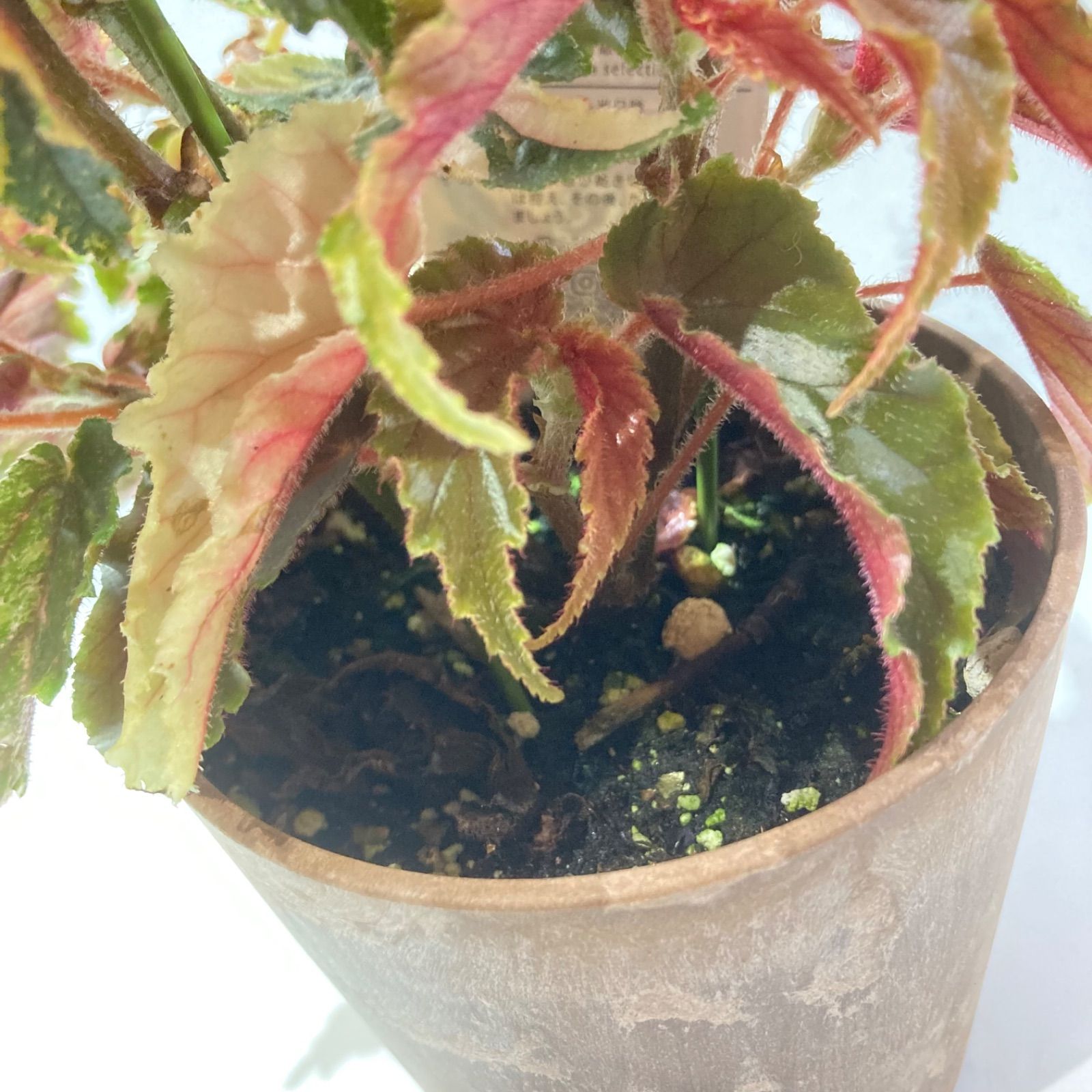 木立性ベゴニア ベゴニア・ジニー銀河（斑入り葉） - メルカリ