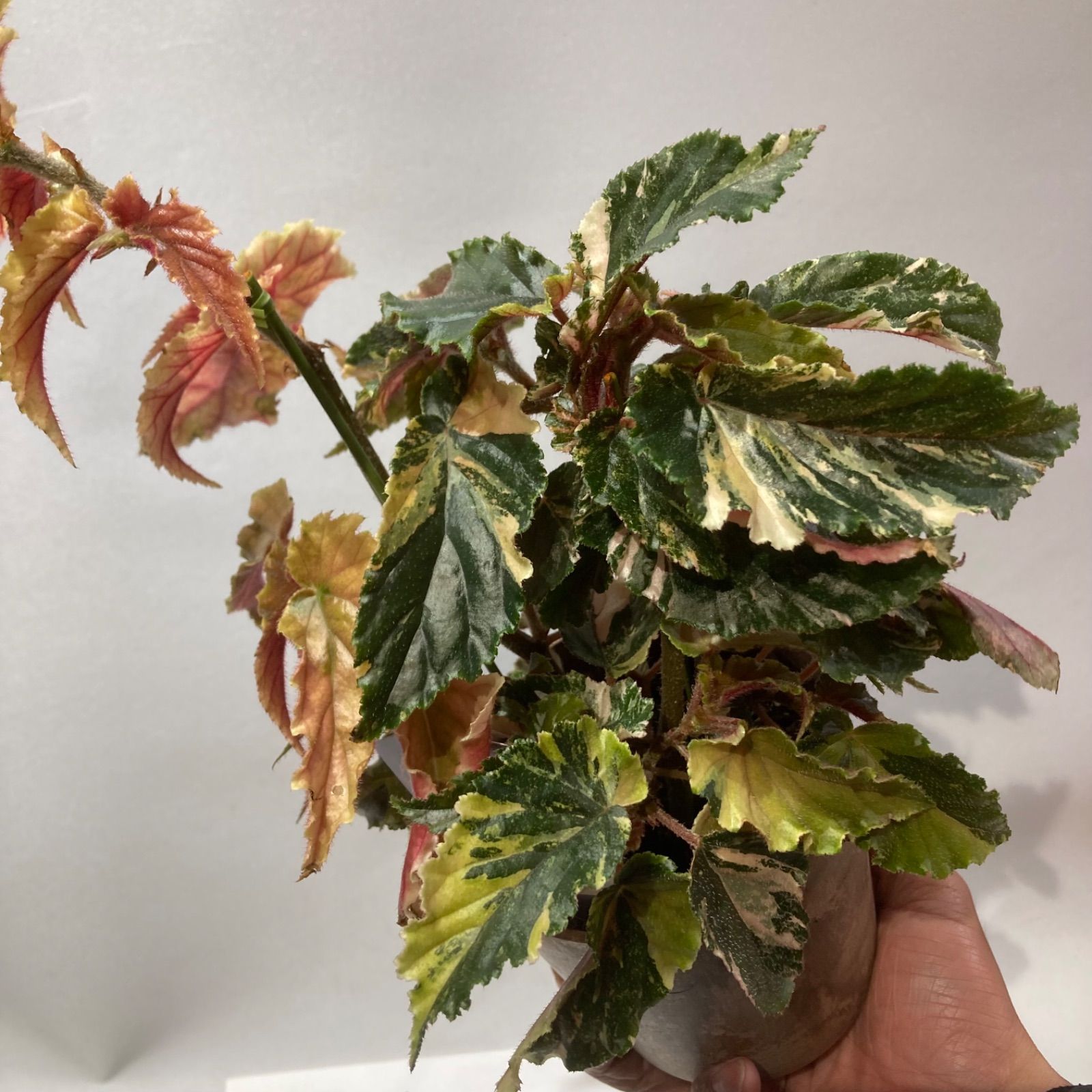 美斑入り！ベゴニア　ジニー銀河ギャラクシー　3株入り！　ラスト ベゴニア ジニーギャラクシー 銀河 斑入り 抜き苗 - メルカリ