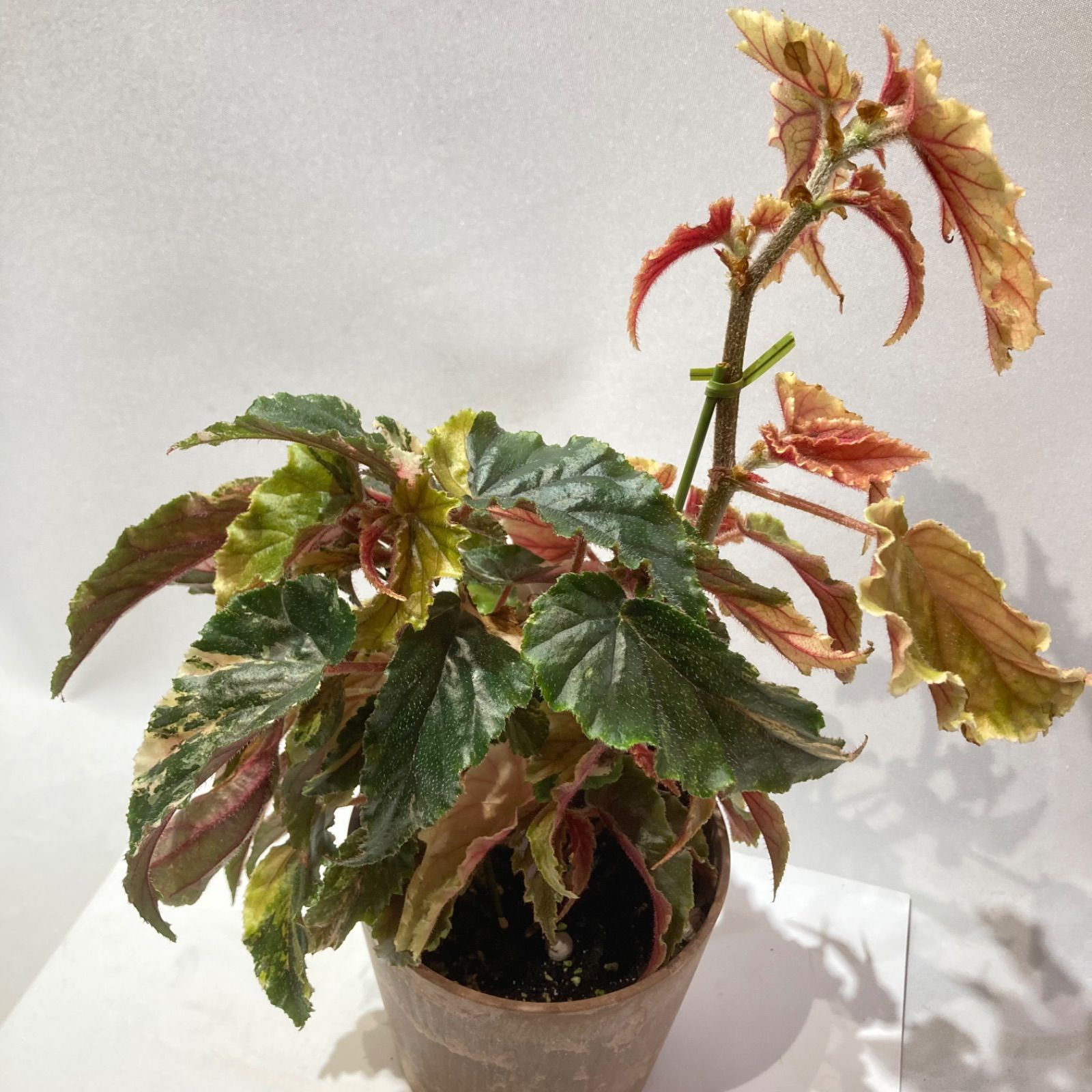 木立性ベゴニア ベゴニア・ジニー銀河（斑入り葉） - メルカリ