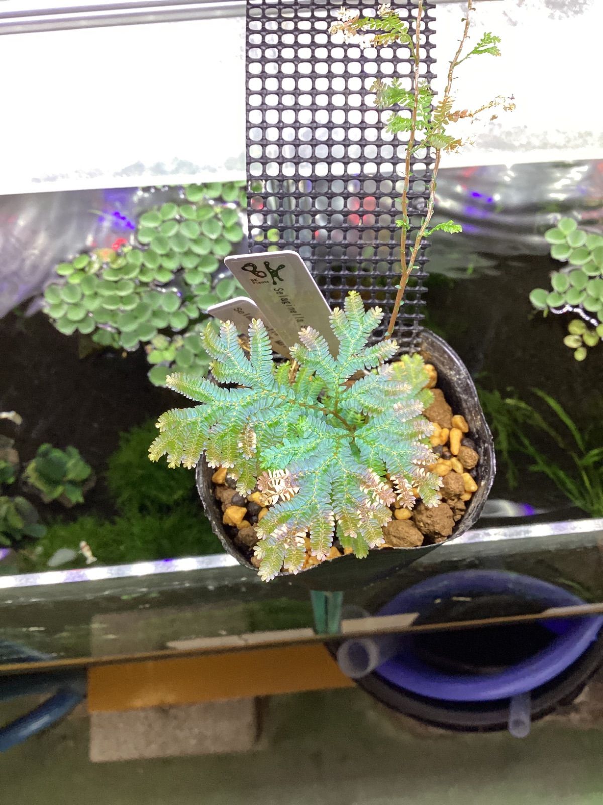 AO様 確認用 - メルカリ