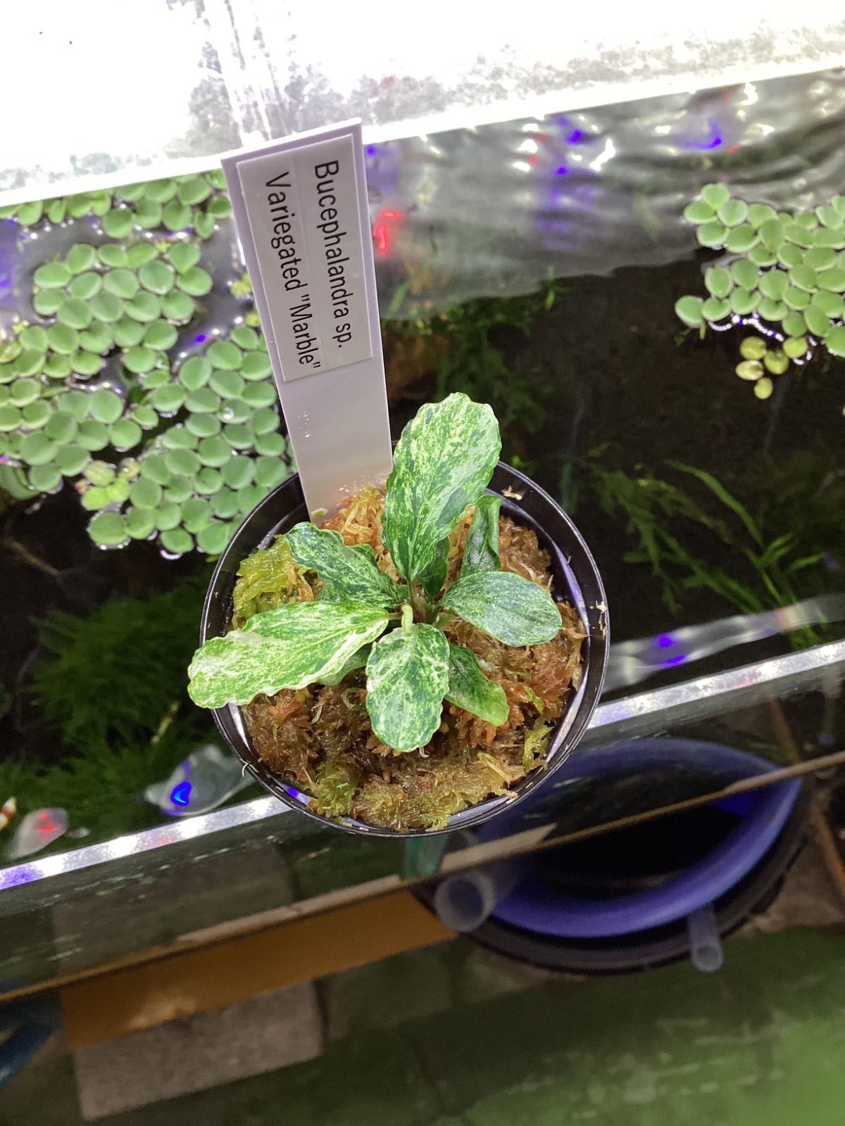 Bucephalandra sp. Variegated “Marble” - メルカリ