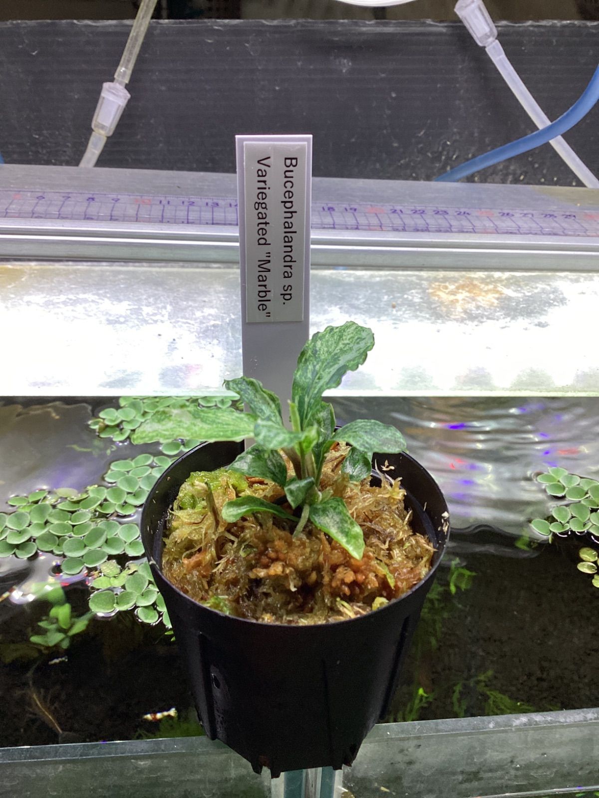 Bucephalandra sp. Variegated “Marble” - メルカリ