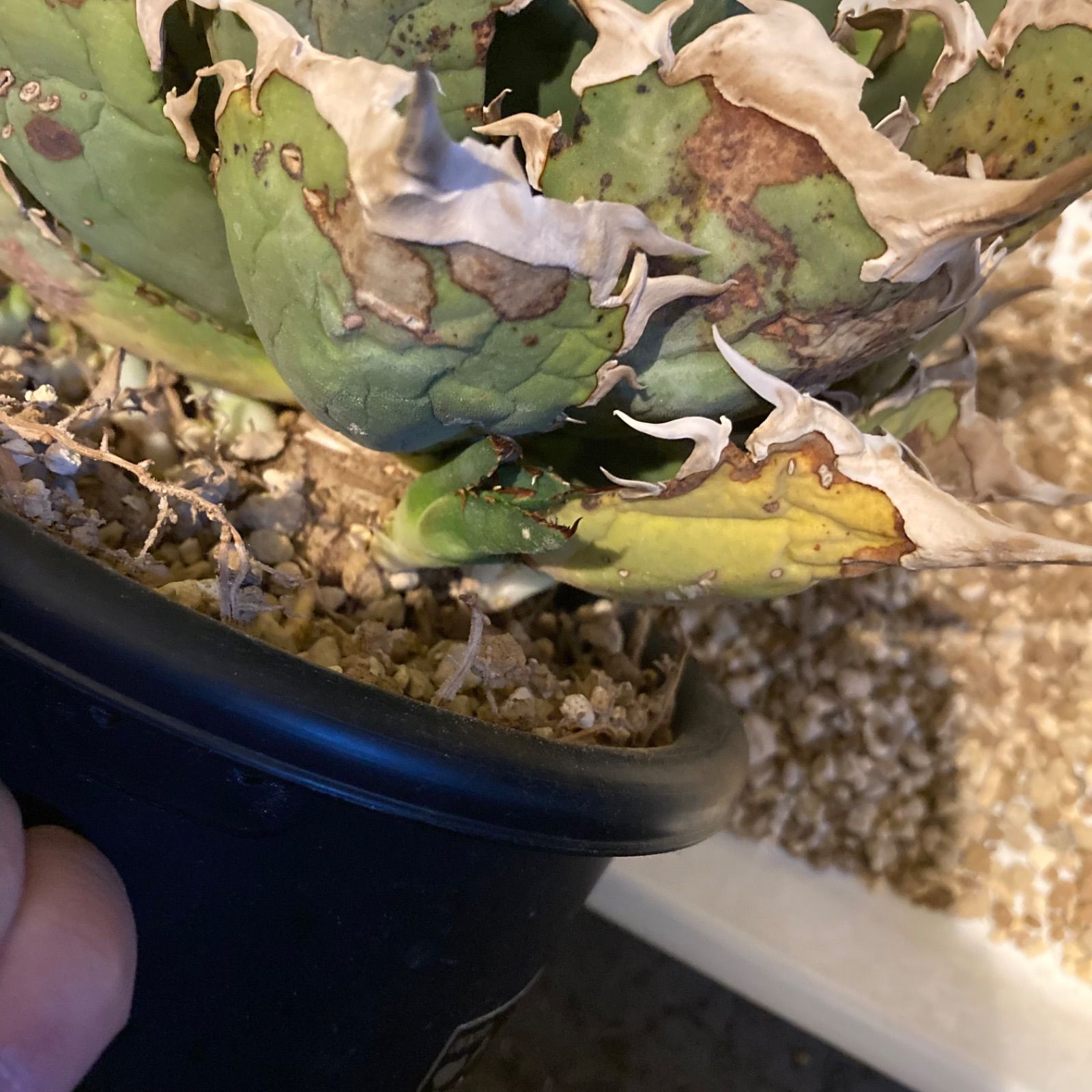 A アガベ イタリア産 烈焔 烈炎 子株 - メルカリ