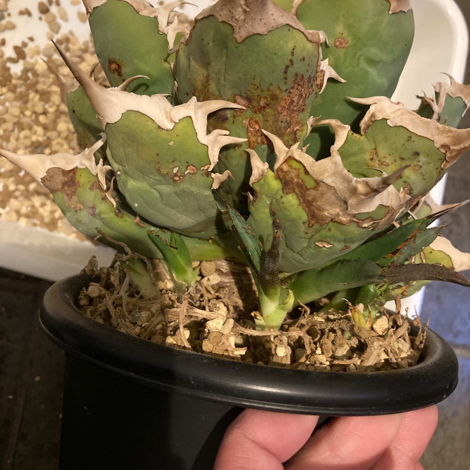 A アガベ イタリア産 烈焔 烈炎 子株 - メルカリ