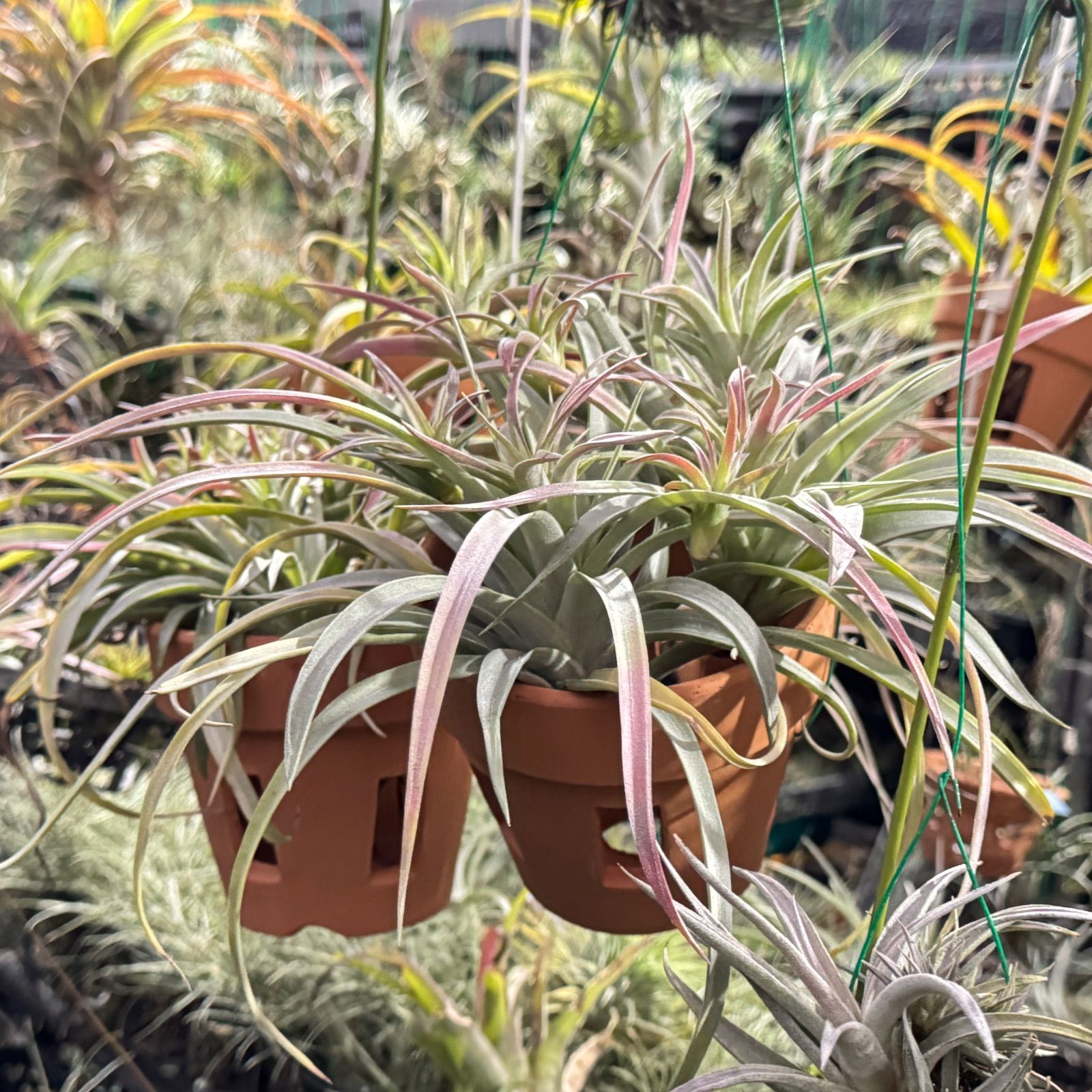 Tillandsia roezlii チランジア・ロエズリー☆エアプランツDF 観葉植物