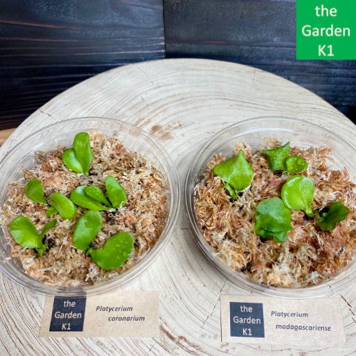 ビカクシダ】コロナリウム・マダガスカリエンセ 幼苗 CM017 【コウモリ