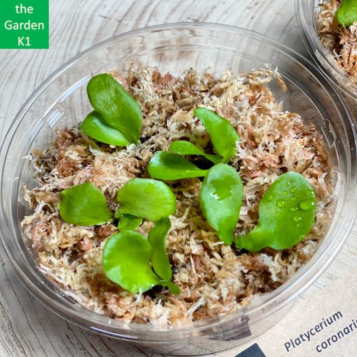 ビカクシダ】コロナリウム・マダガスカリエンセ 幼苗 CM017 【コウモリ