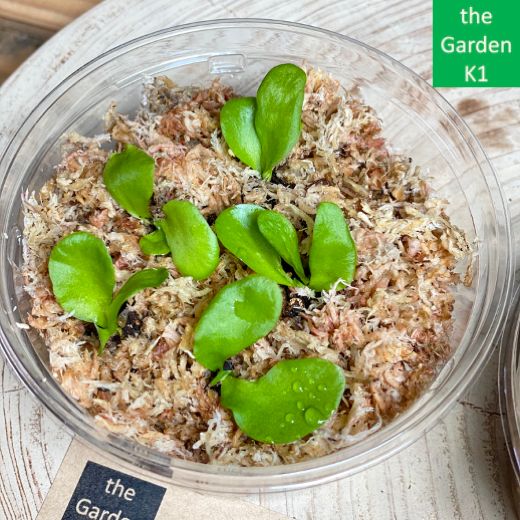 ビカクシダ】コロナリウム・マダガスカリエンセ 幼苗 CM017 【コウモリ