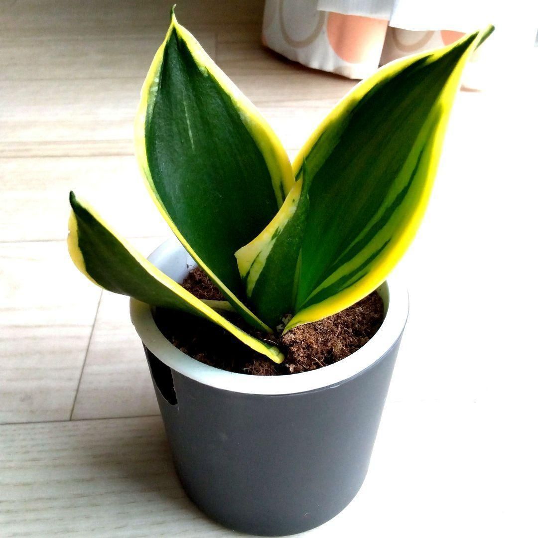 サンセベリア☆サンスベリア☆二重構造のダークグレーの鉢☆鉢含め高さ