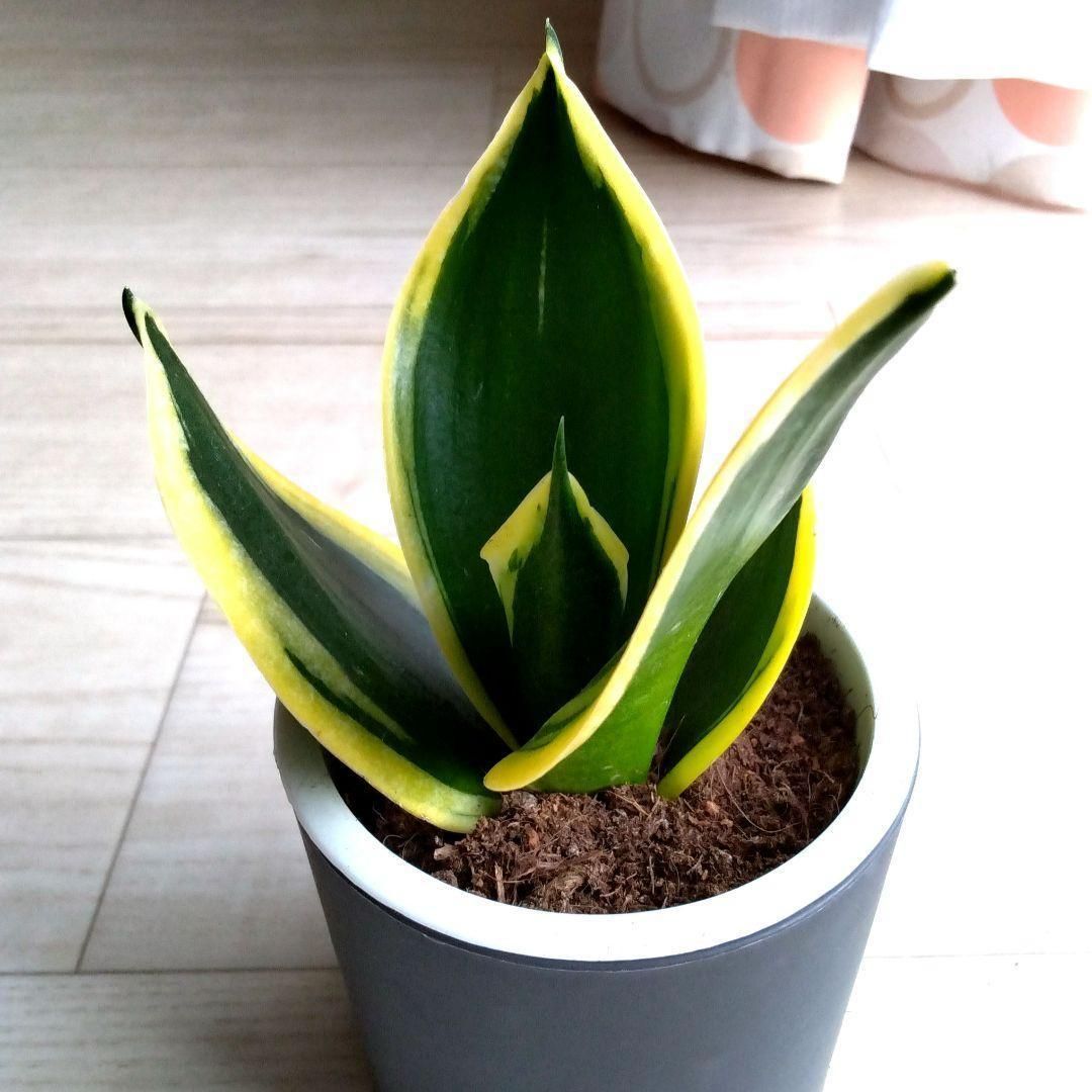 サンセベリア☆サンスベリア☆二重構造のダークグレーの鉢☆鉢含め高さ