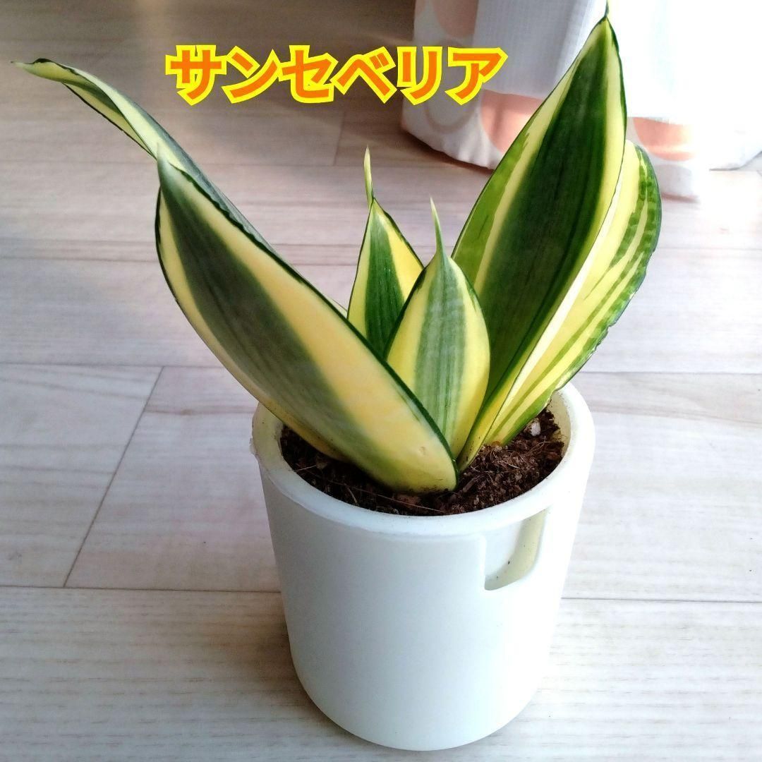 サンセベリア☆サンスベリア☆二重構造の白い鉢☆鉢を含めた高さ16cm