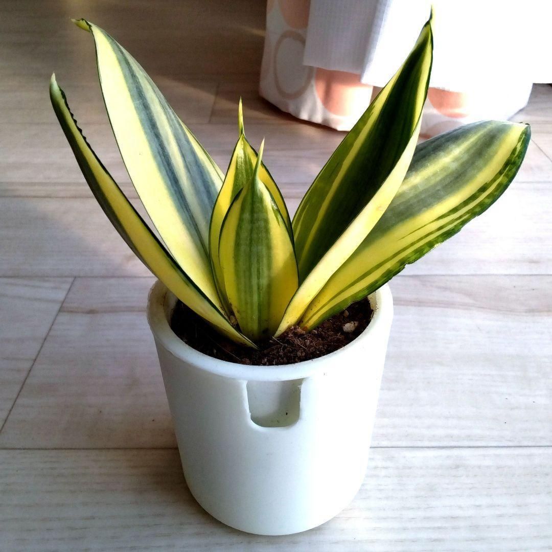 サンセベリア☆サンスベリア☆二重構造の白い鉢☆鉢を含めた高さ16cm