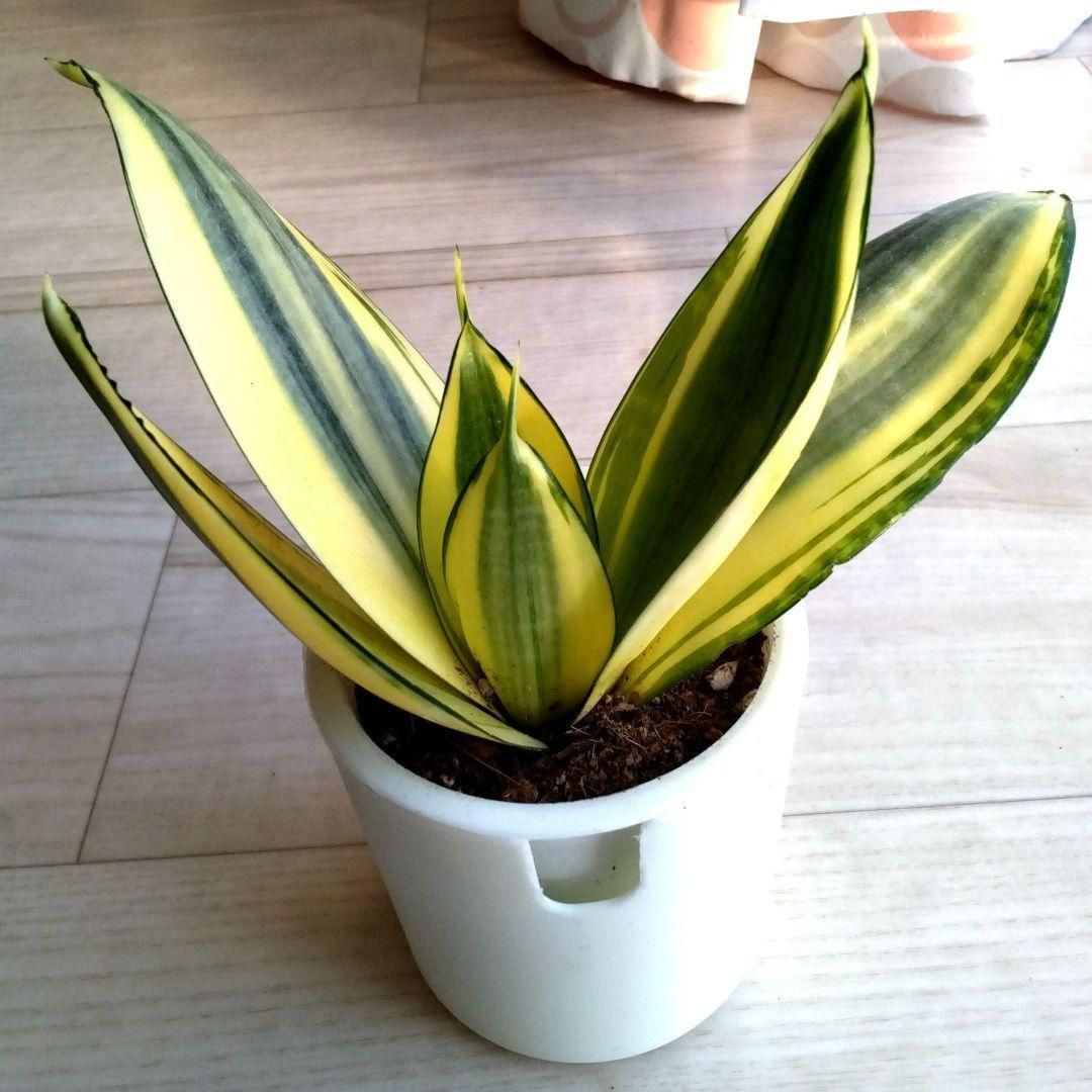 サンセベリア☆サンスベリア☆二重構造の白い鉢☆鉢を含めた高さ16cm